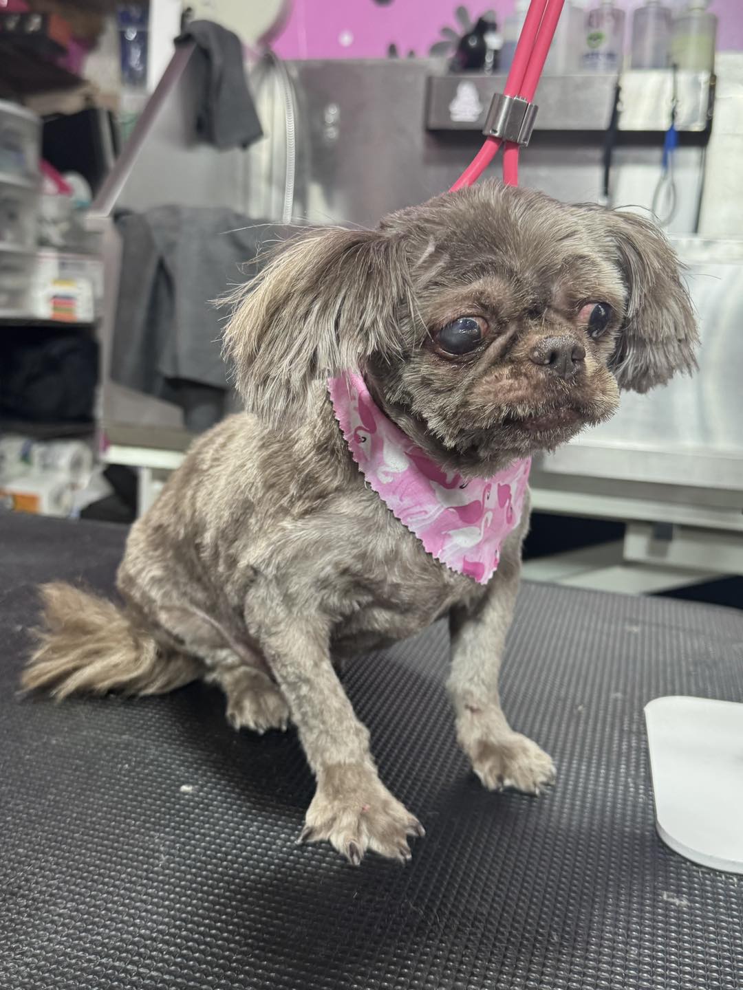 Pampered Pup Salon Georgetown