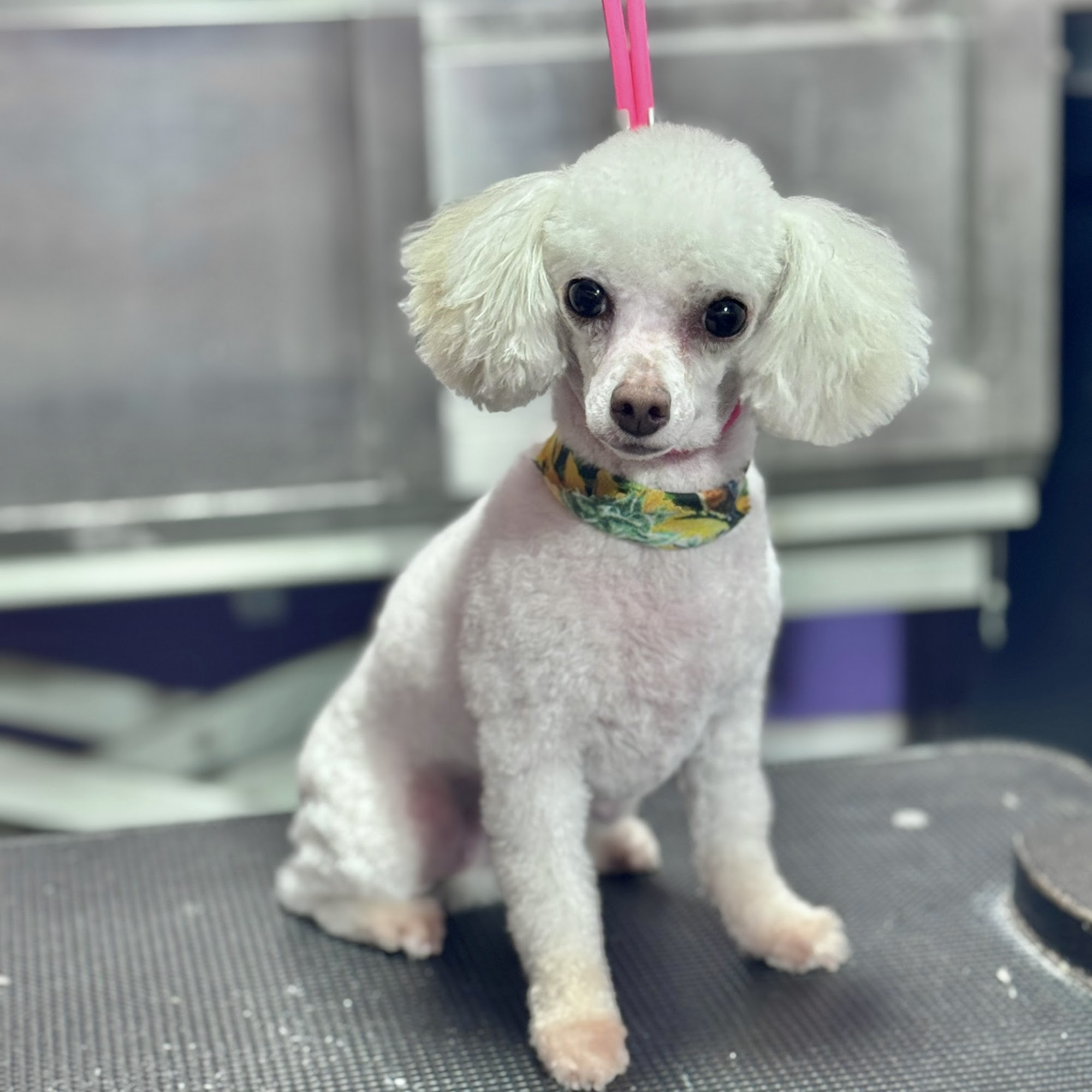 Pampered Pup Salon Georgetown