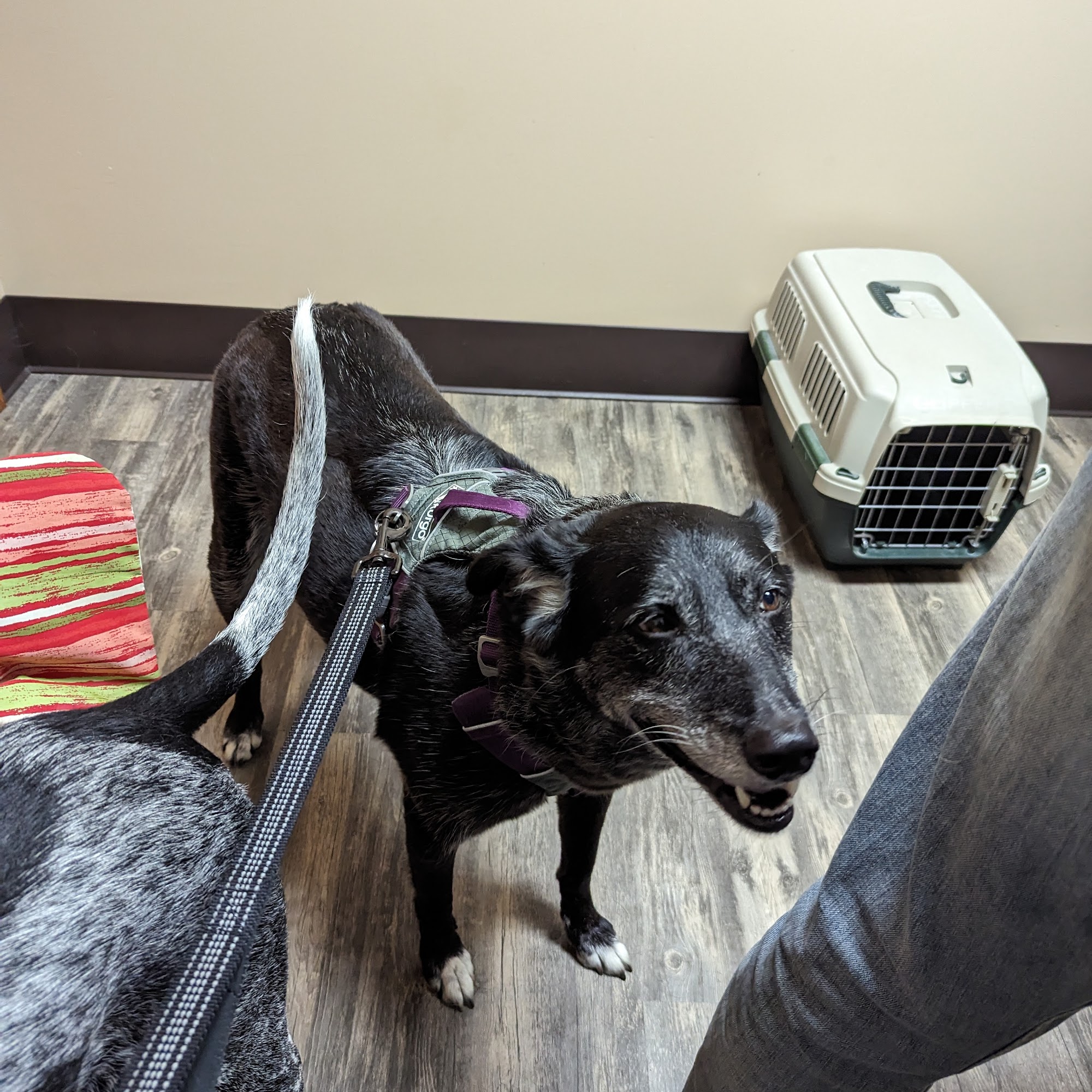 Germantown Animal Health Center Germantown