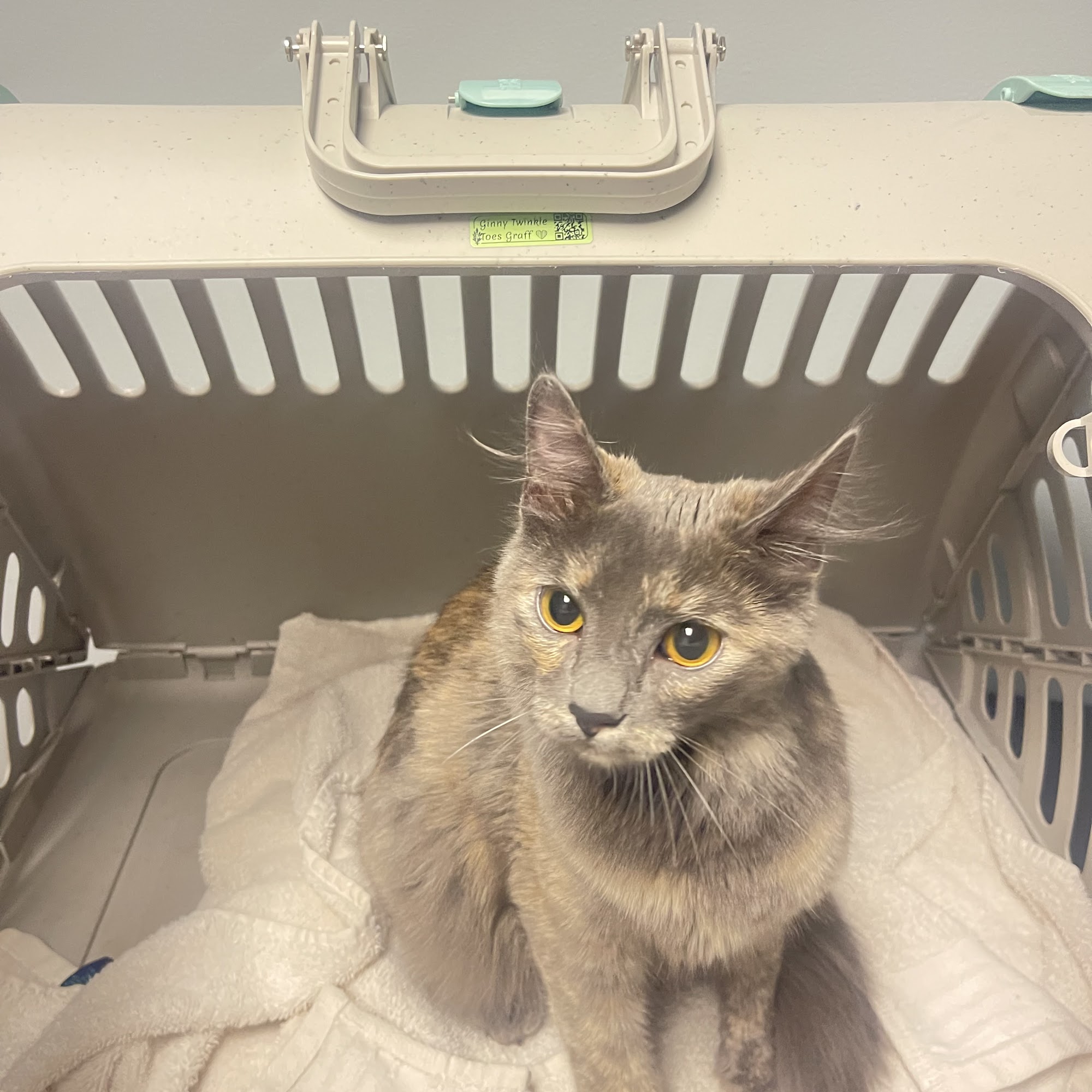 Steel Valley Spay Neuter Clinic Girard