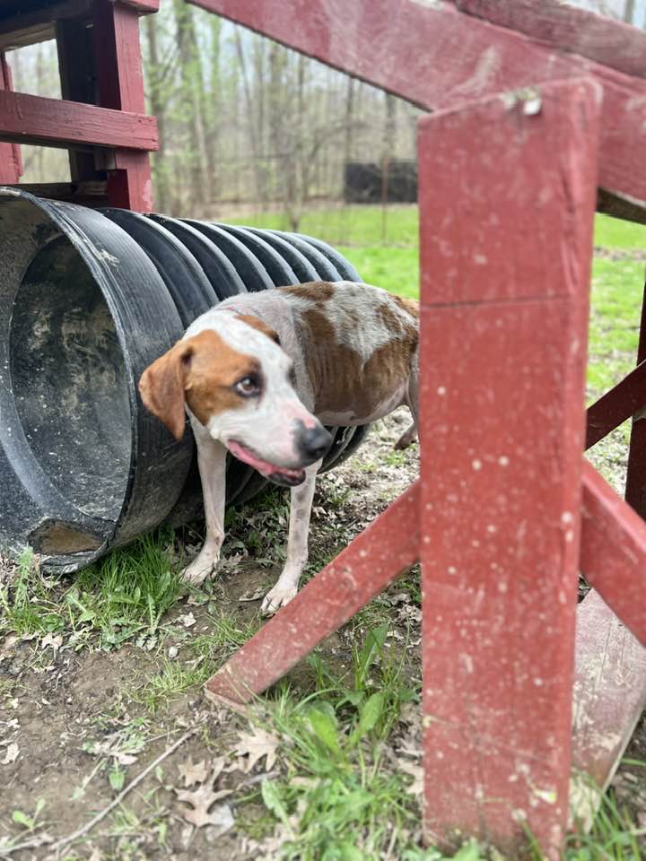 The Doggie Inn Grafton
