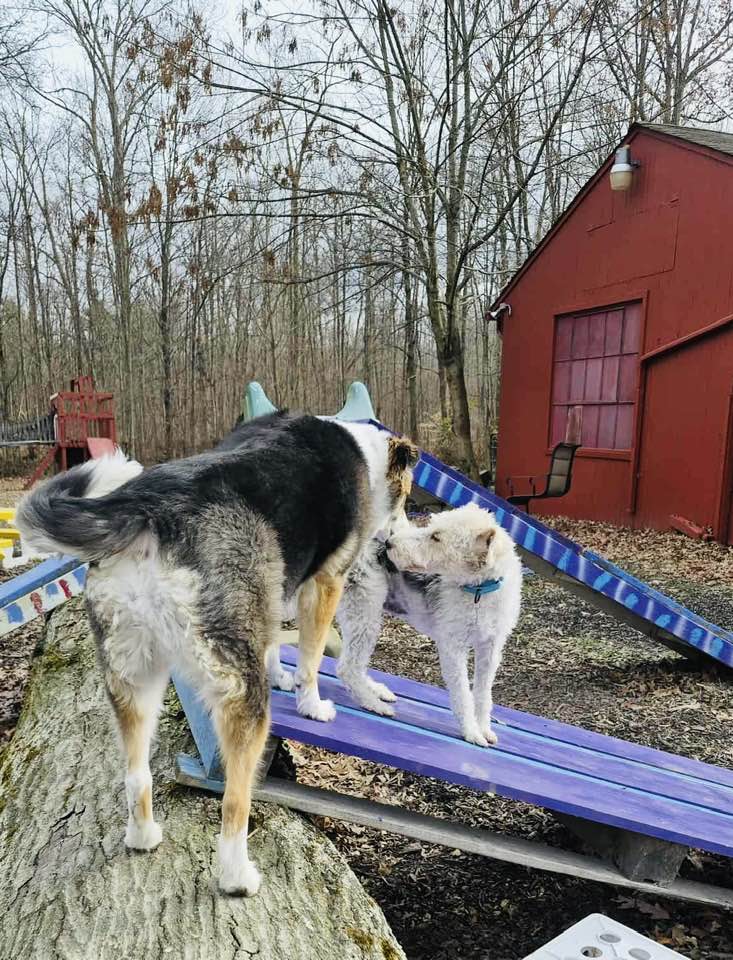 The Doggie Inn Grafton