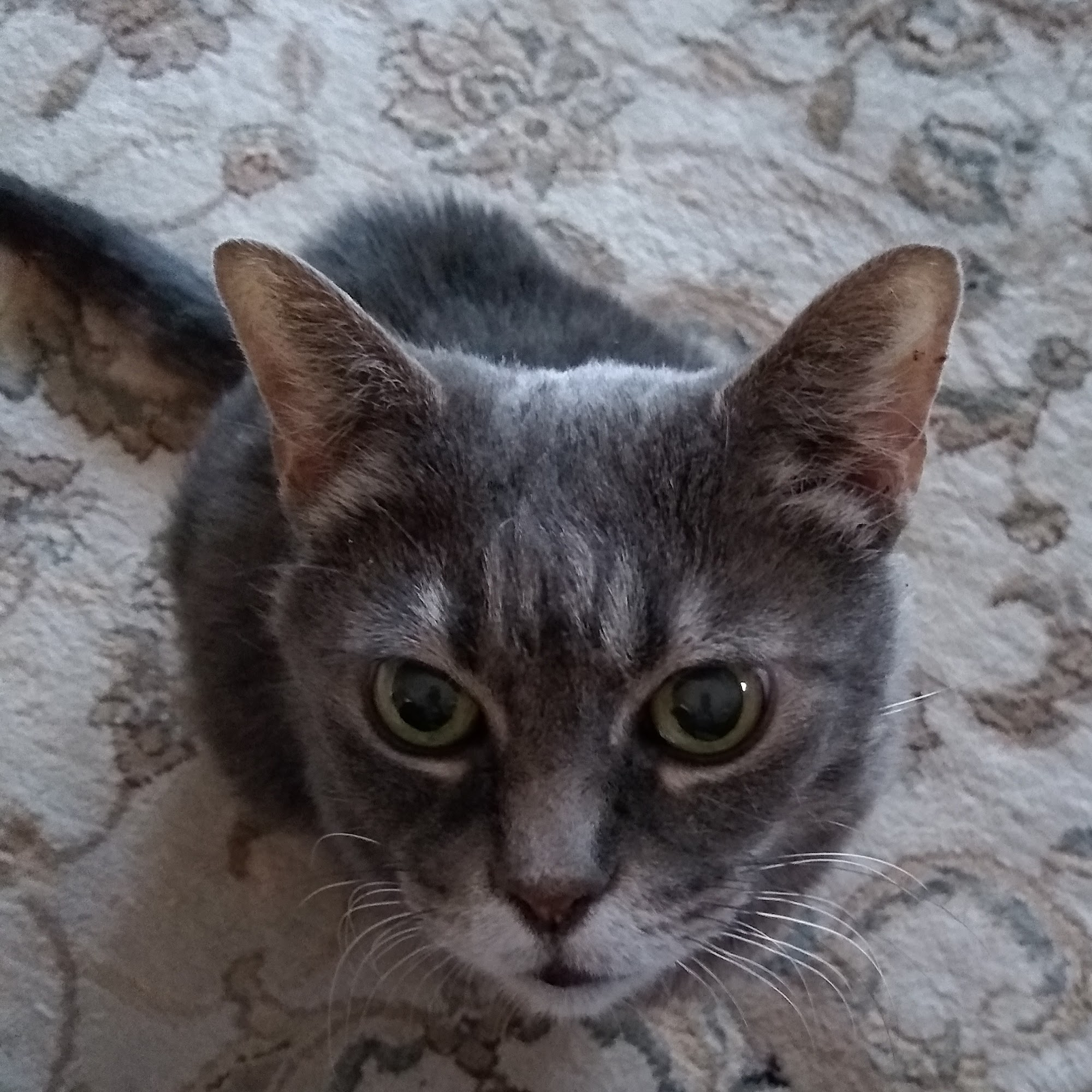 Animal Care Center At Granville Granville