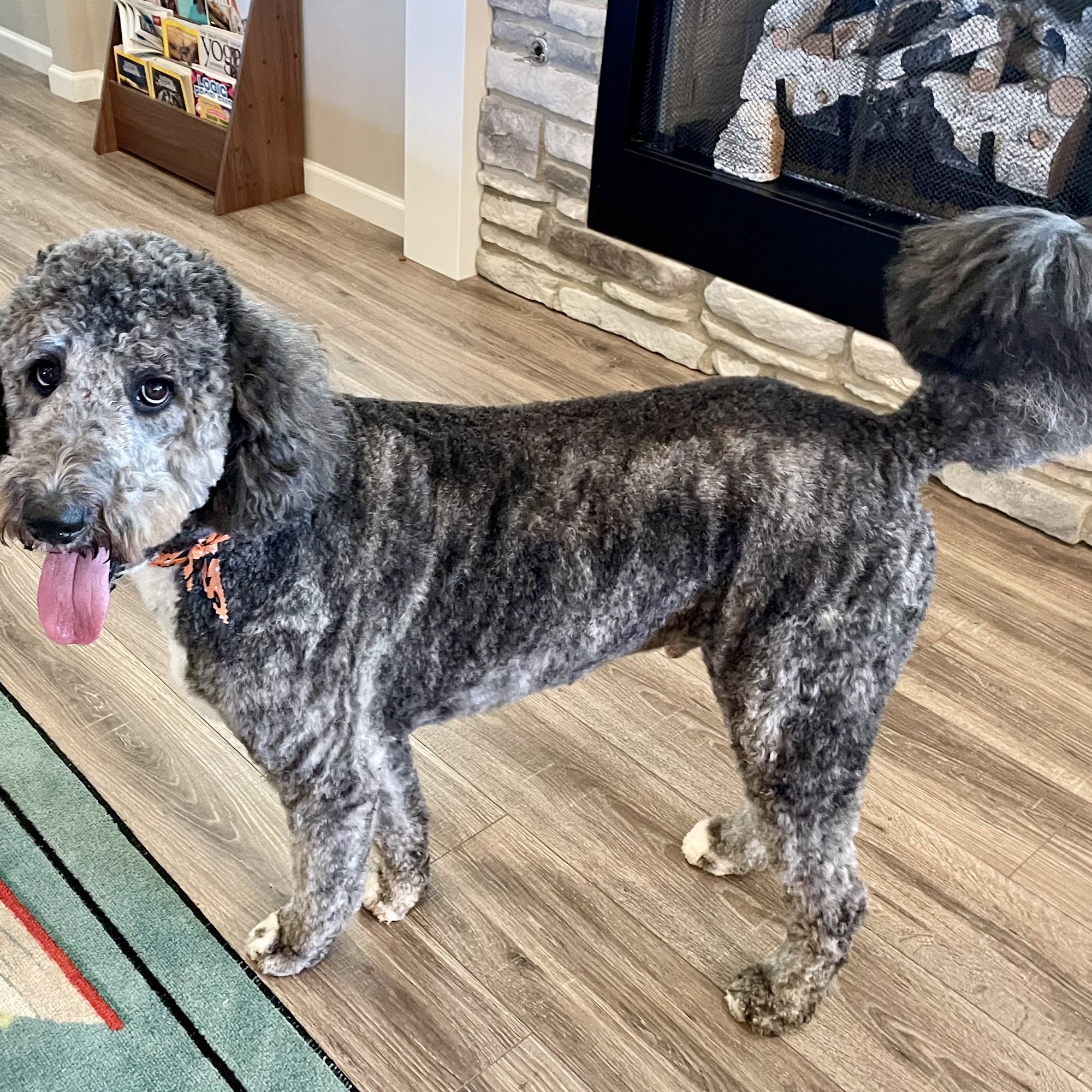 Reigning Cats & Dogs Pet Grooming Greenville