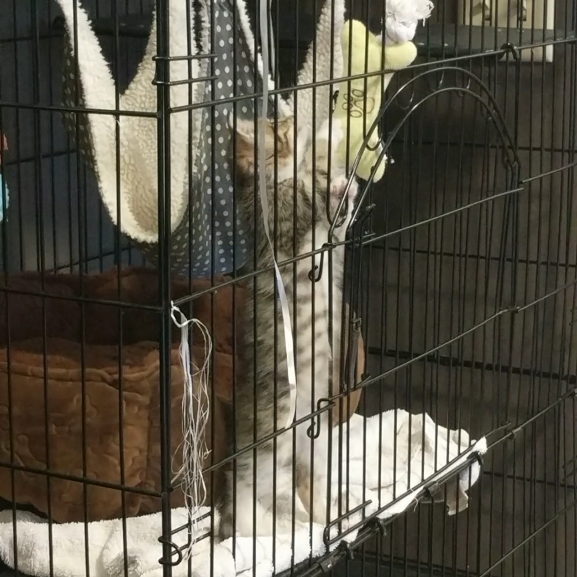 Concord Chapel Animal Hospital Grove City