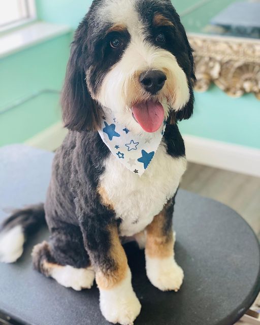 Fairy Tails Pet Salon Grove City