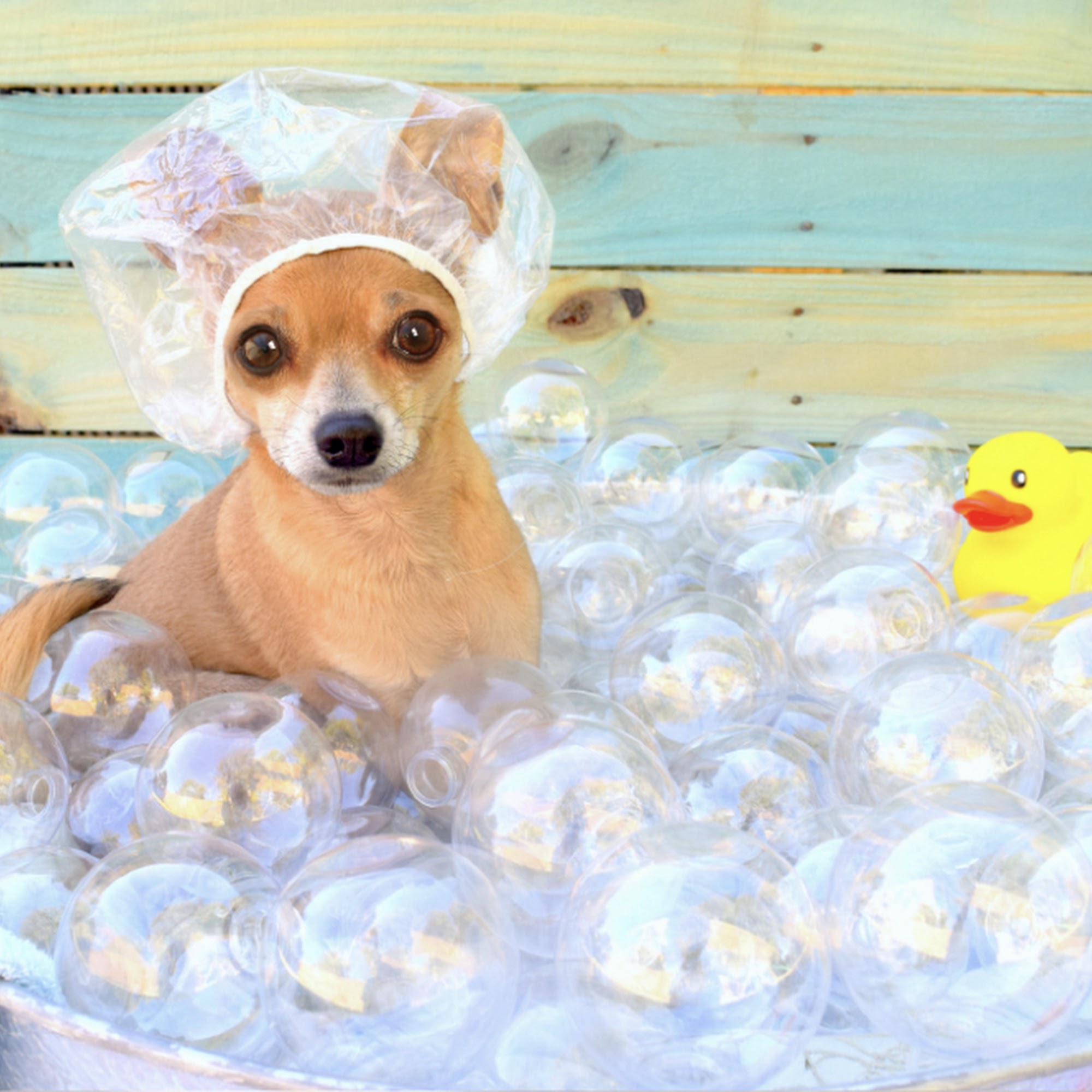 It’s a Dog’s World Mobile Grooming Groveport