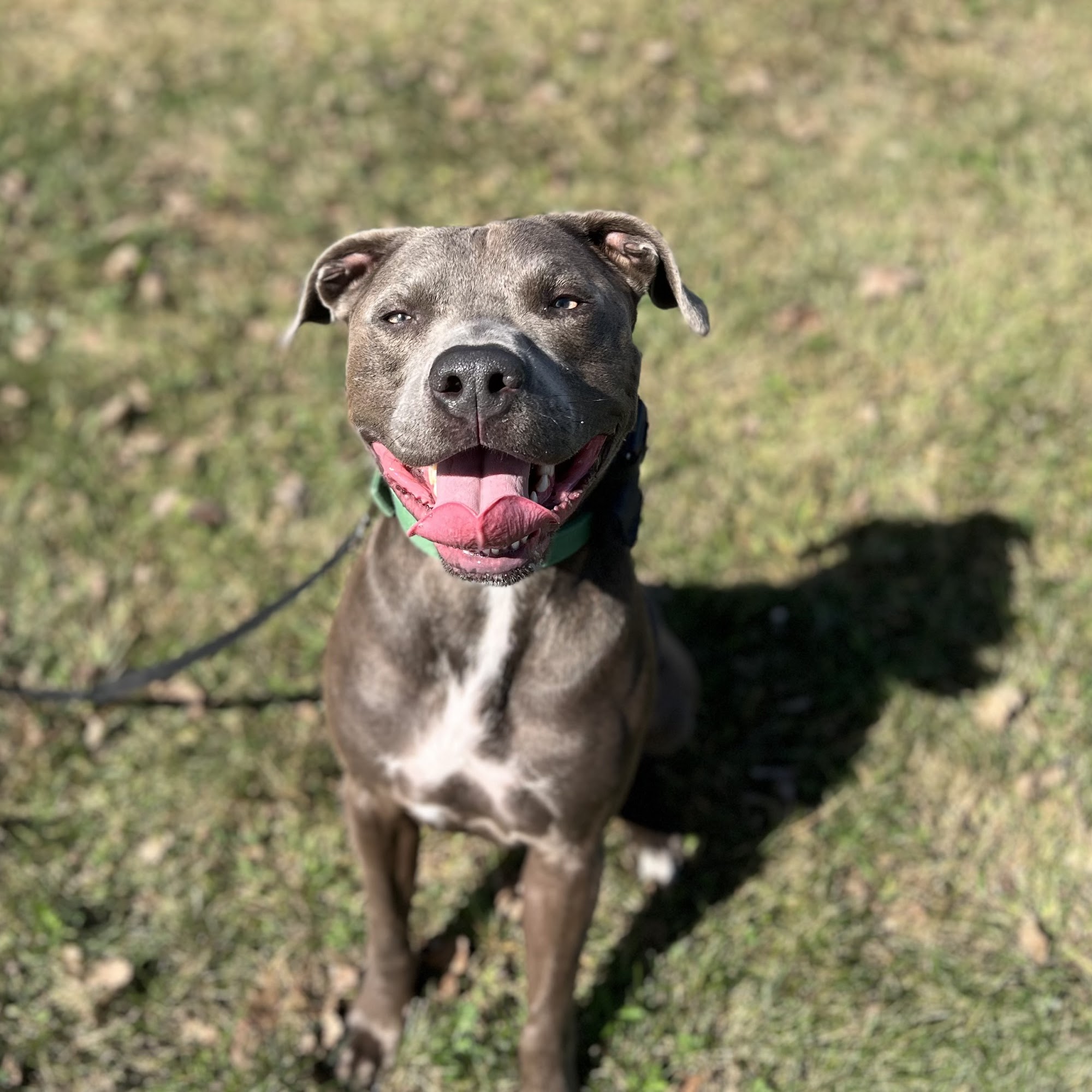 Off Leash K9 Training Columbus Groveport