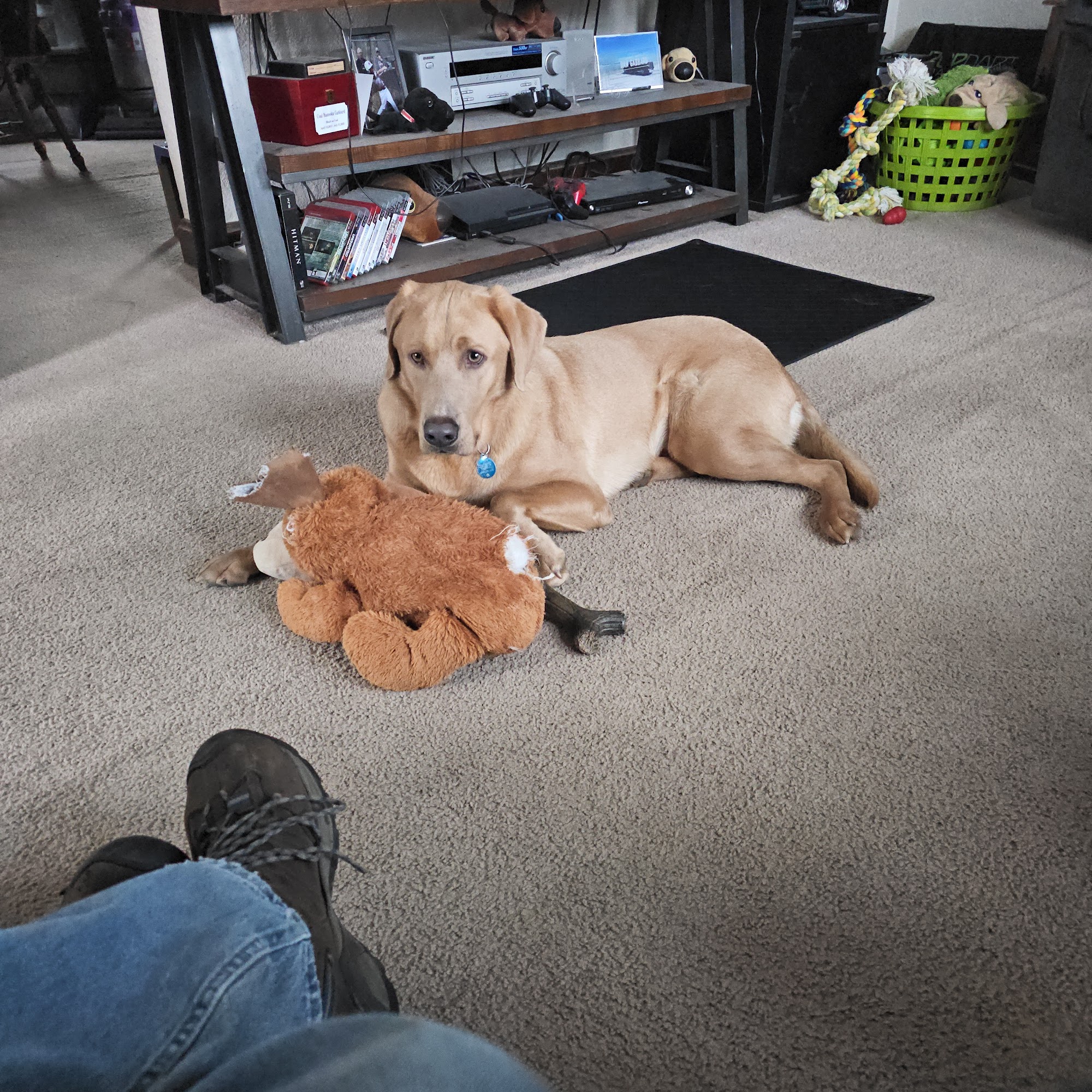 West Side Animal Clinic Hamilton