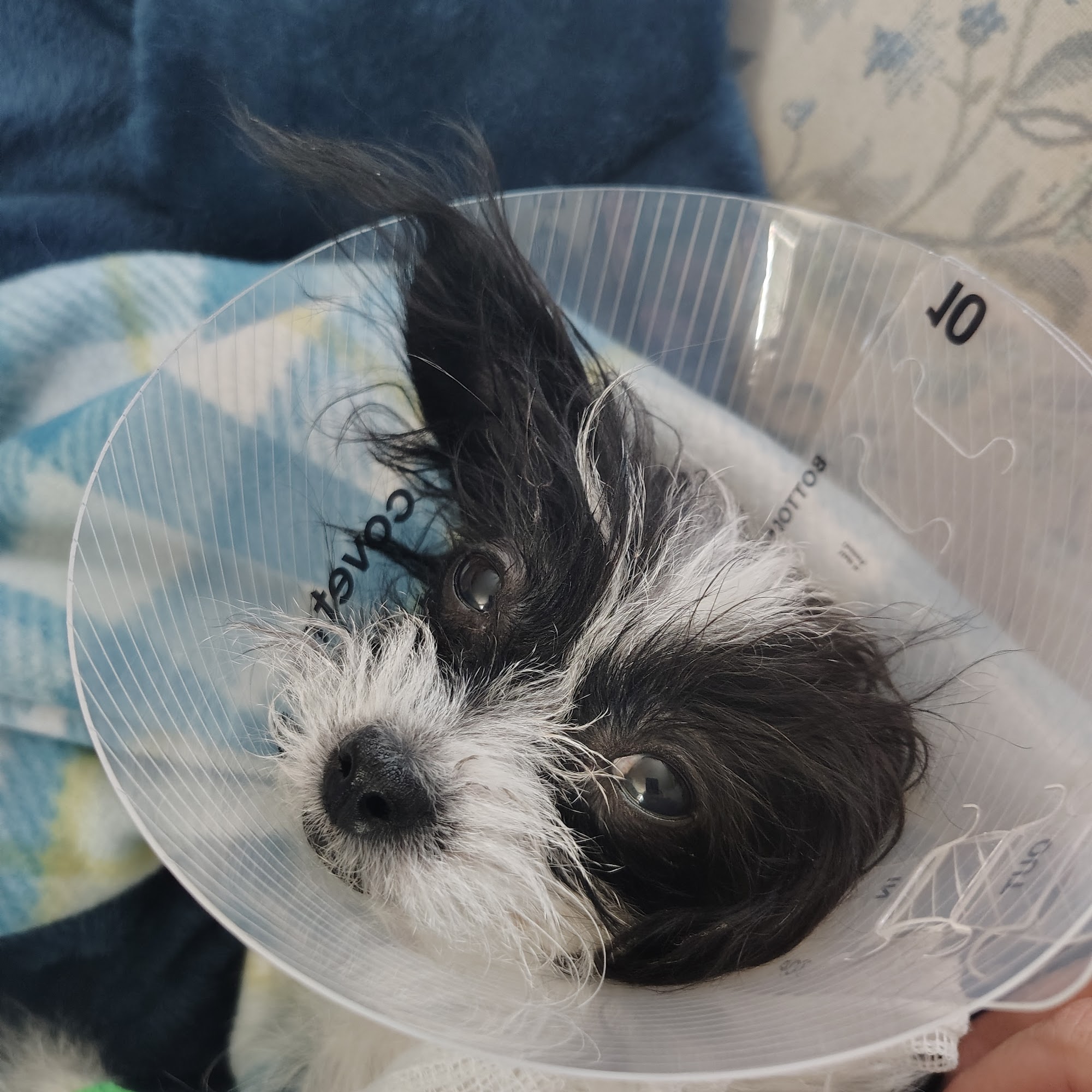 Agri-Pet Veterinary Service Hamilton