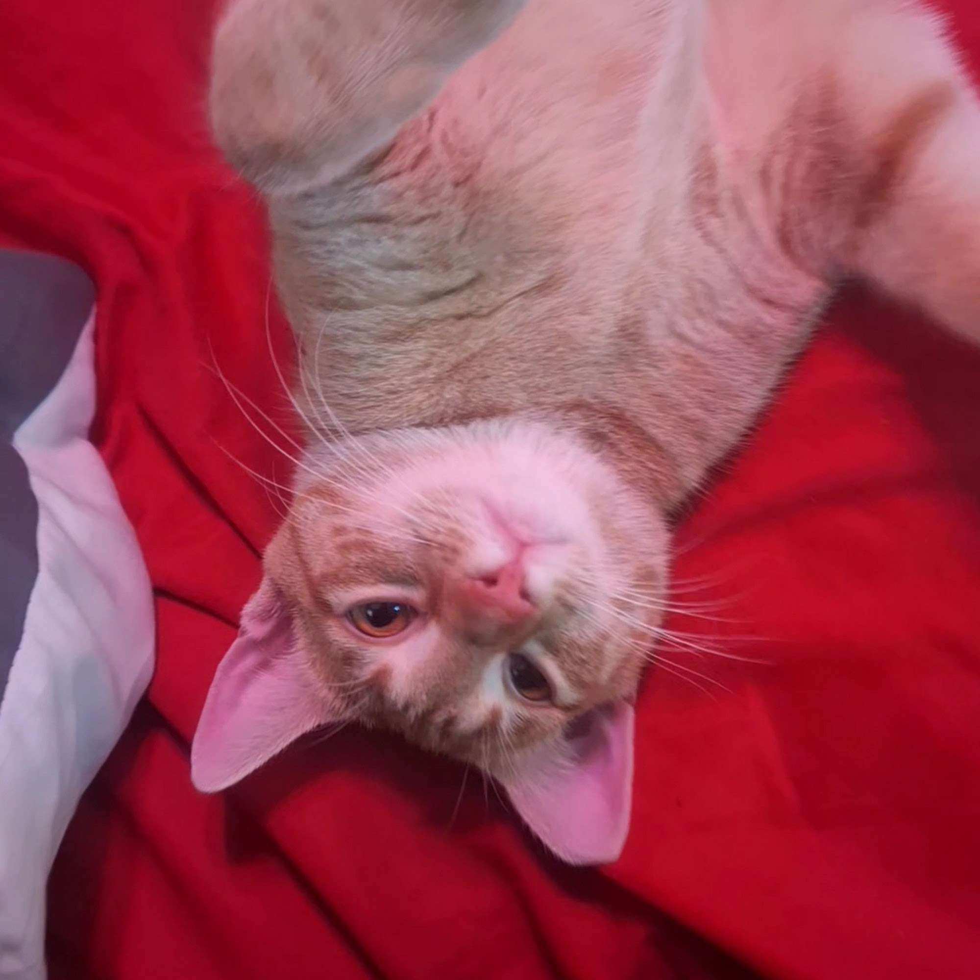 Animal Friends Humane Society Hamilton