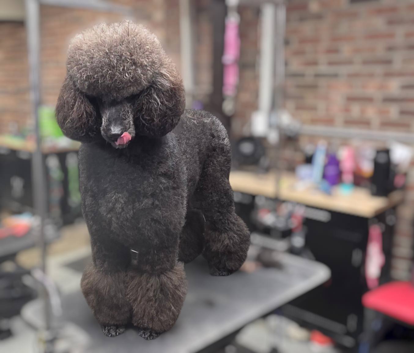 Ben Fur Pet Grooming Hamilton