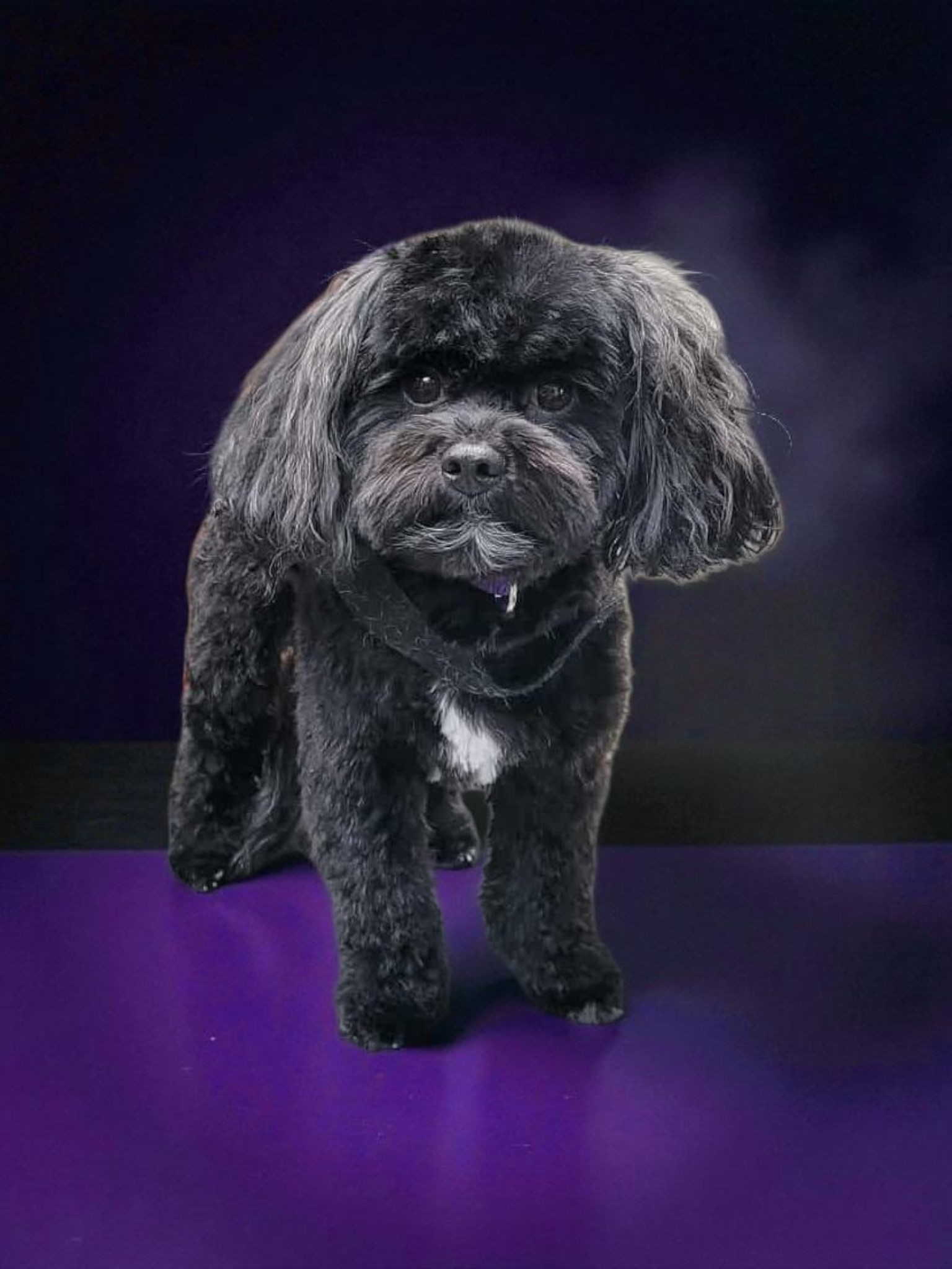 Ben Fur Pet Grooming Hamilton