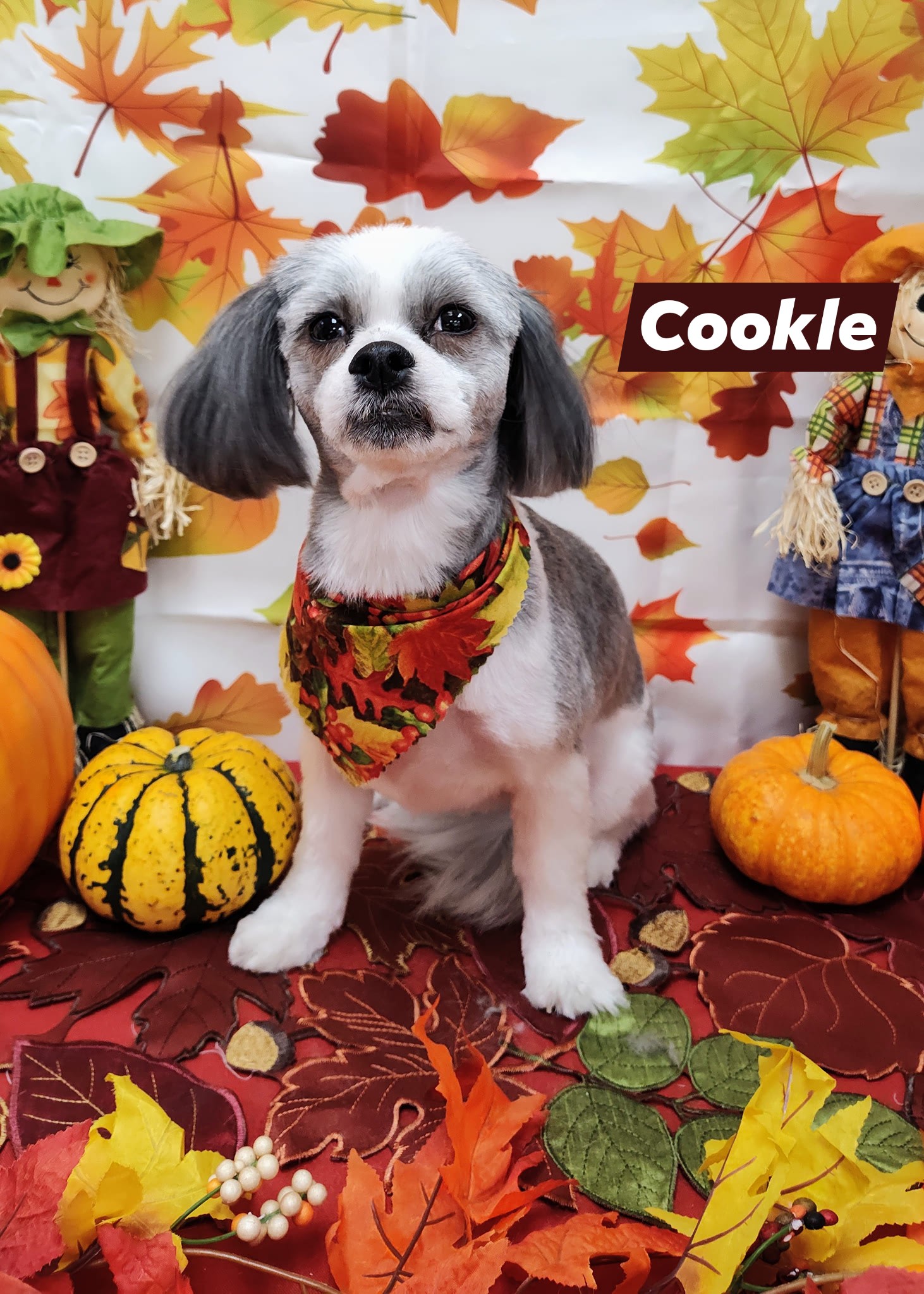 Kanine Dezines Hamilton