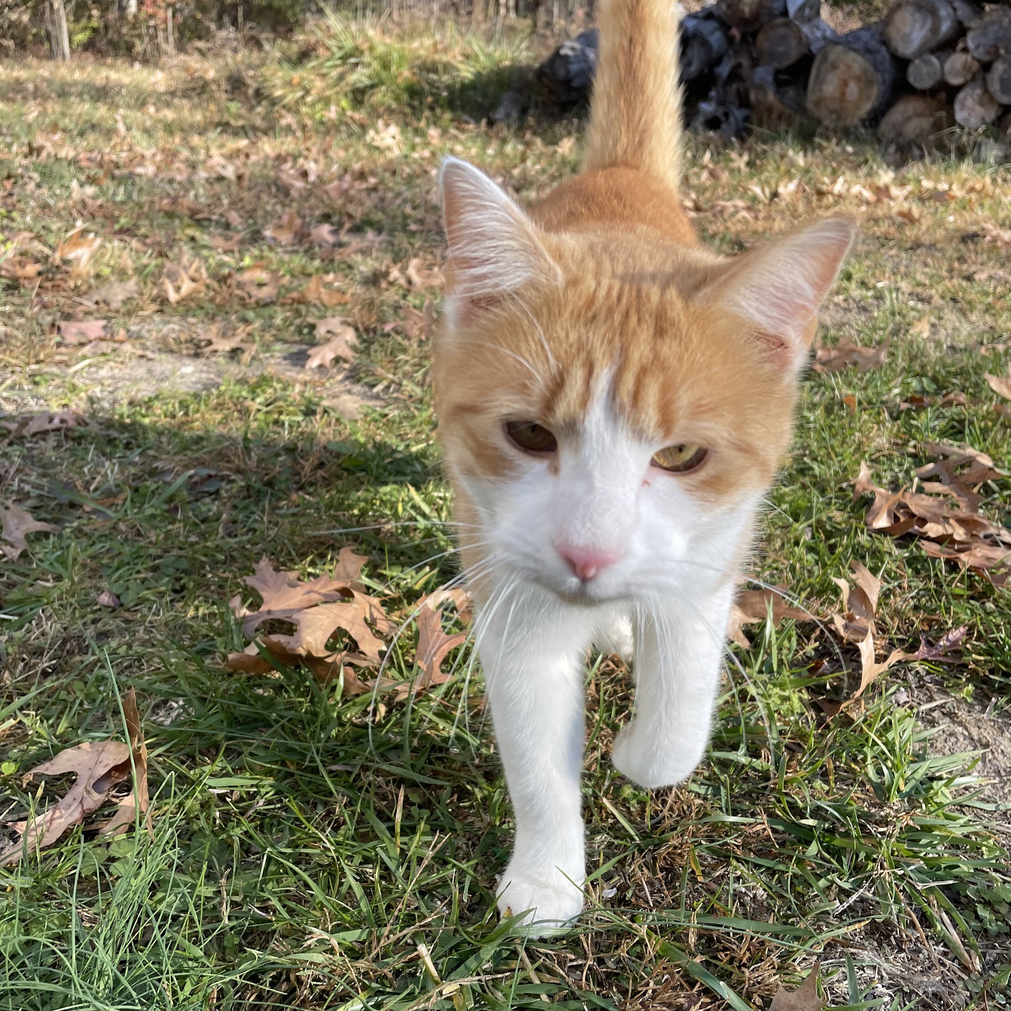 Harrison Animal Hospital Harrison