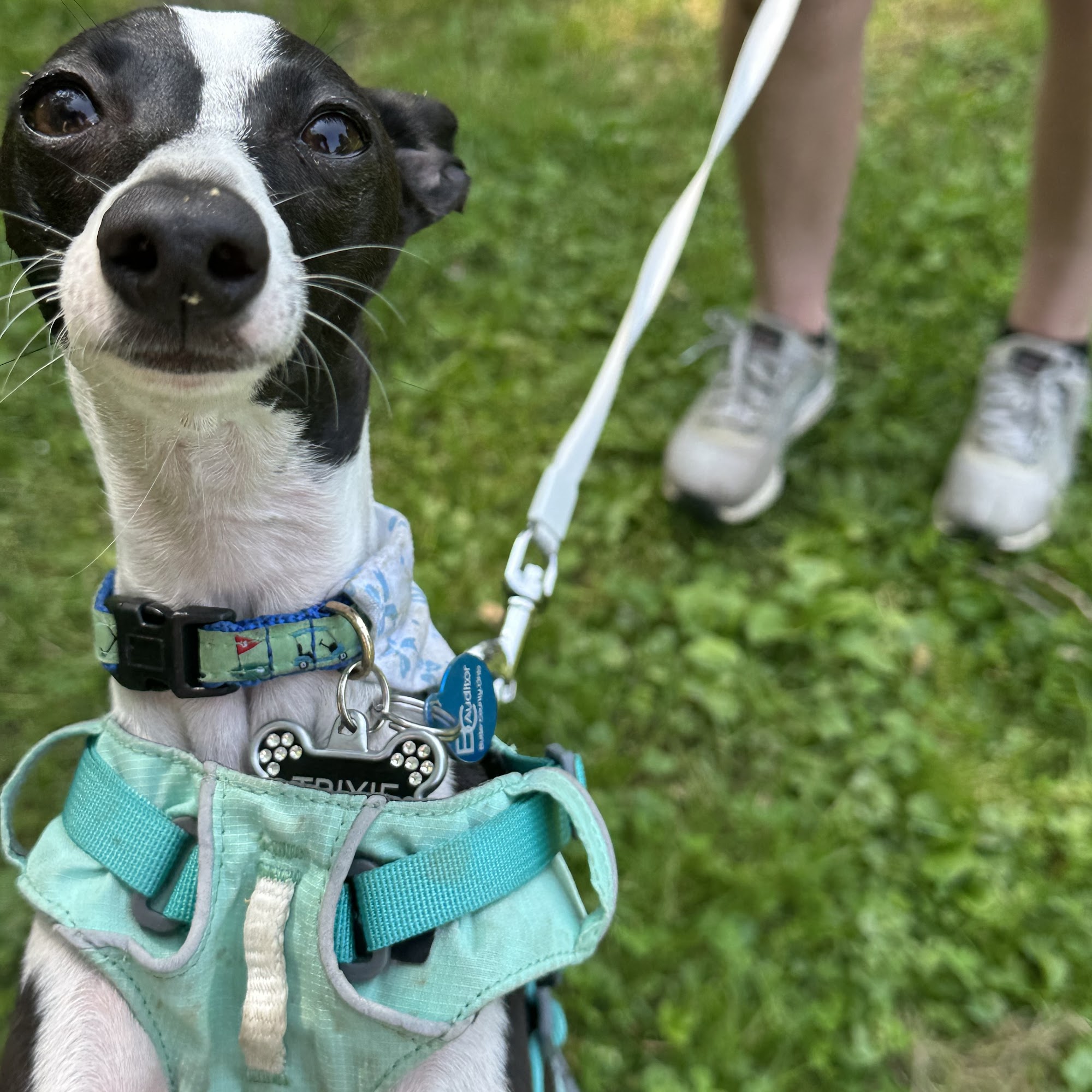 Veterinary Wellness Center Harrison