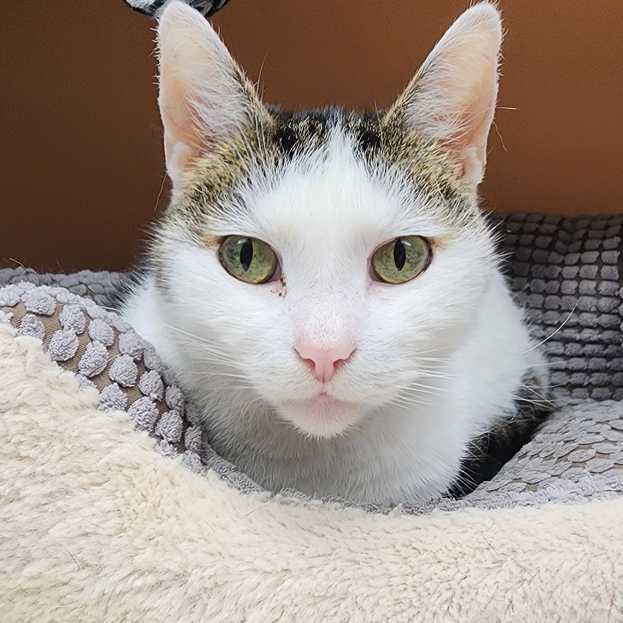 Underwood Animal Hospital Heath