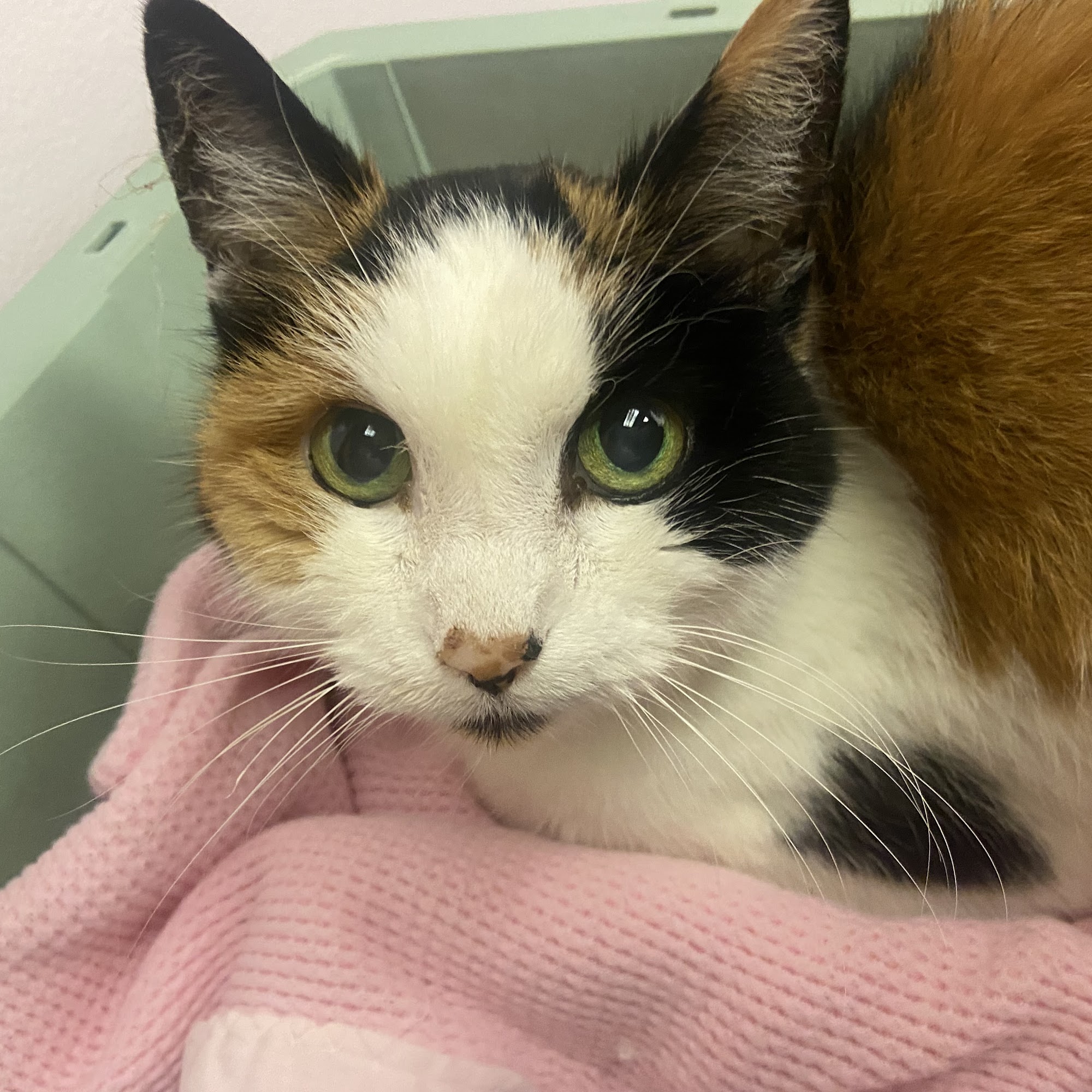 Refugee Canyon Veterinary Services Hebron