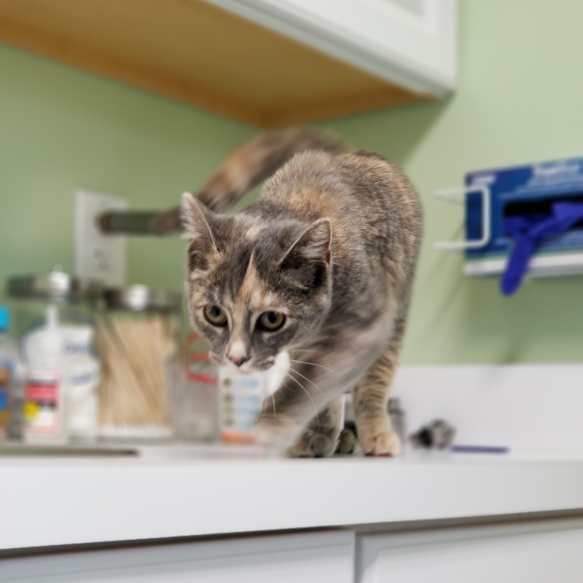 Hilliard Veterinary Hospital Hilliard