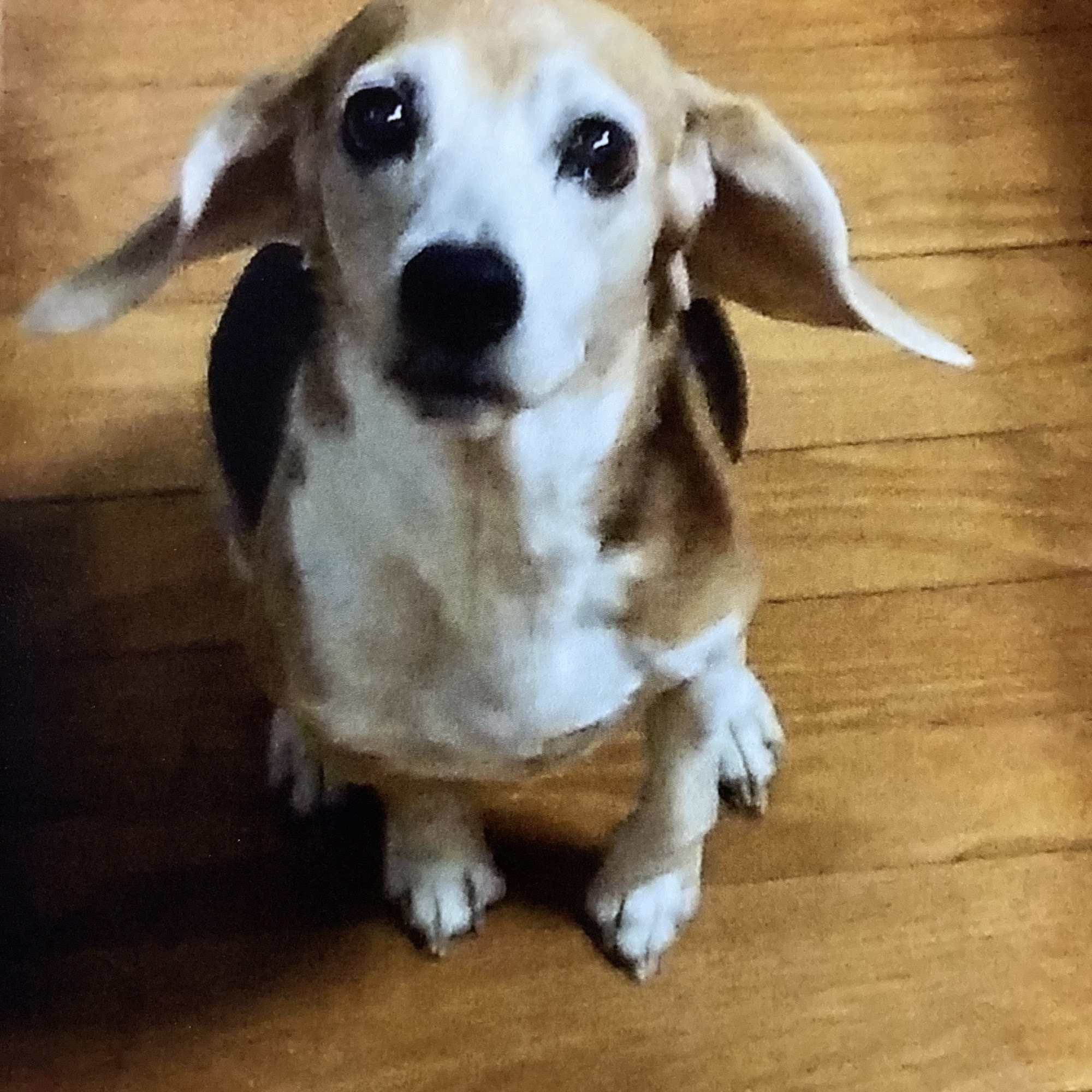 Colonial Animal Clinic Hillsboro