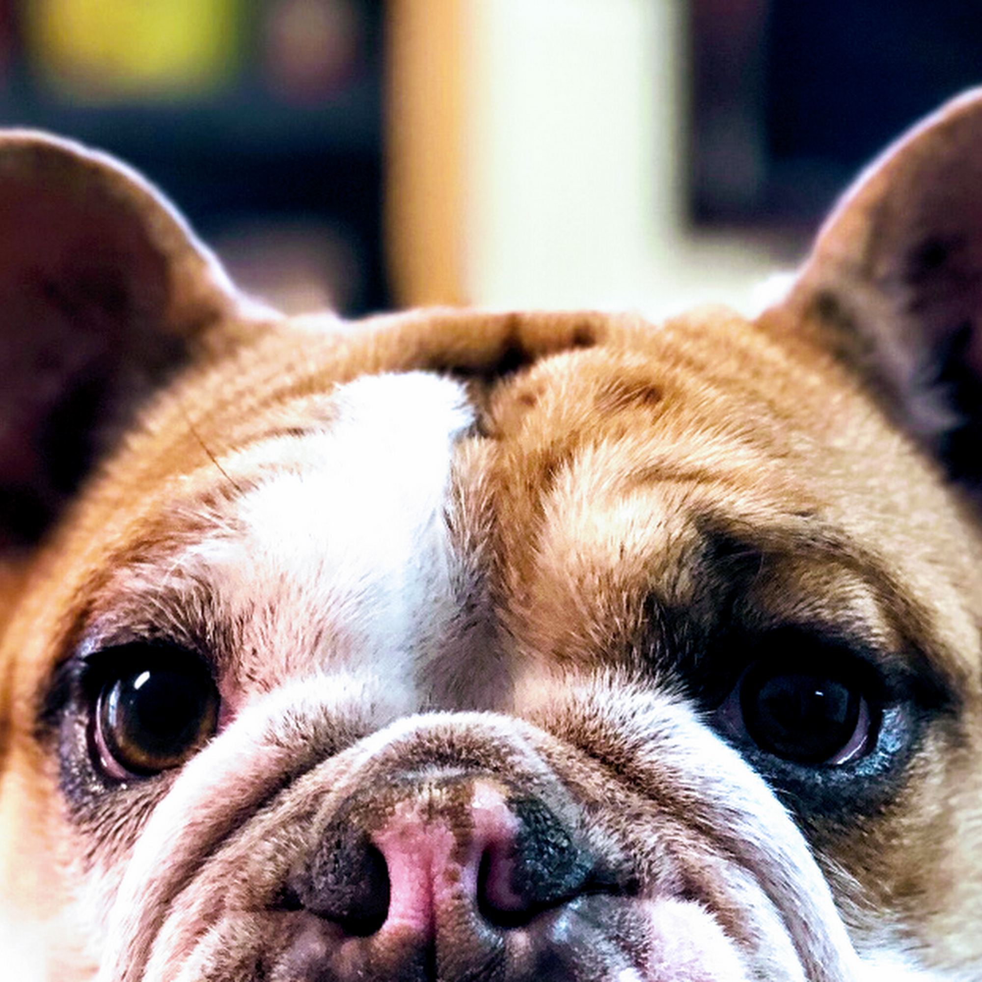 Hillsboro Veterinary Hospital Hillsboro