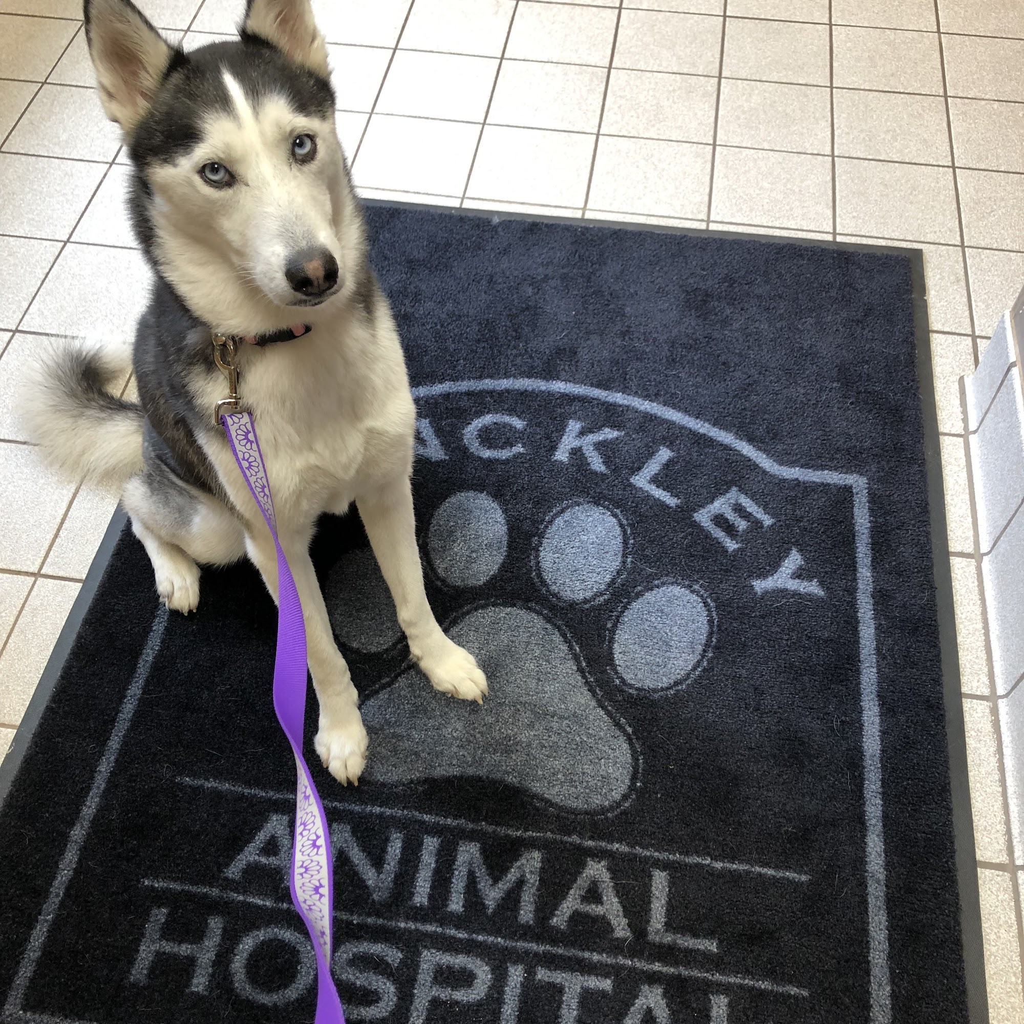 Hinckley Animal Hospital Hinckley