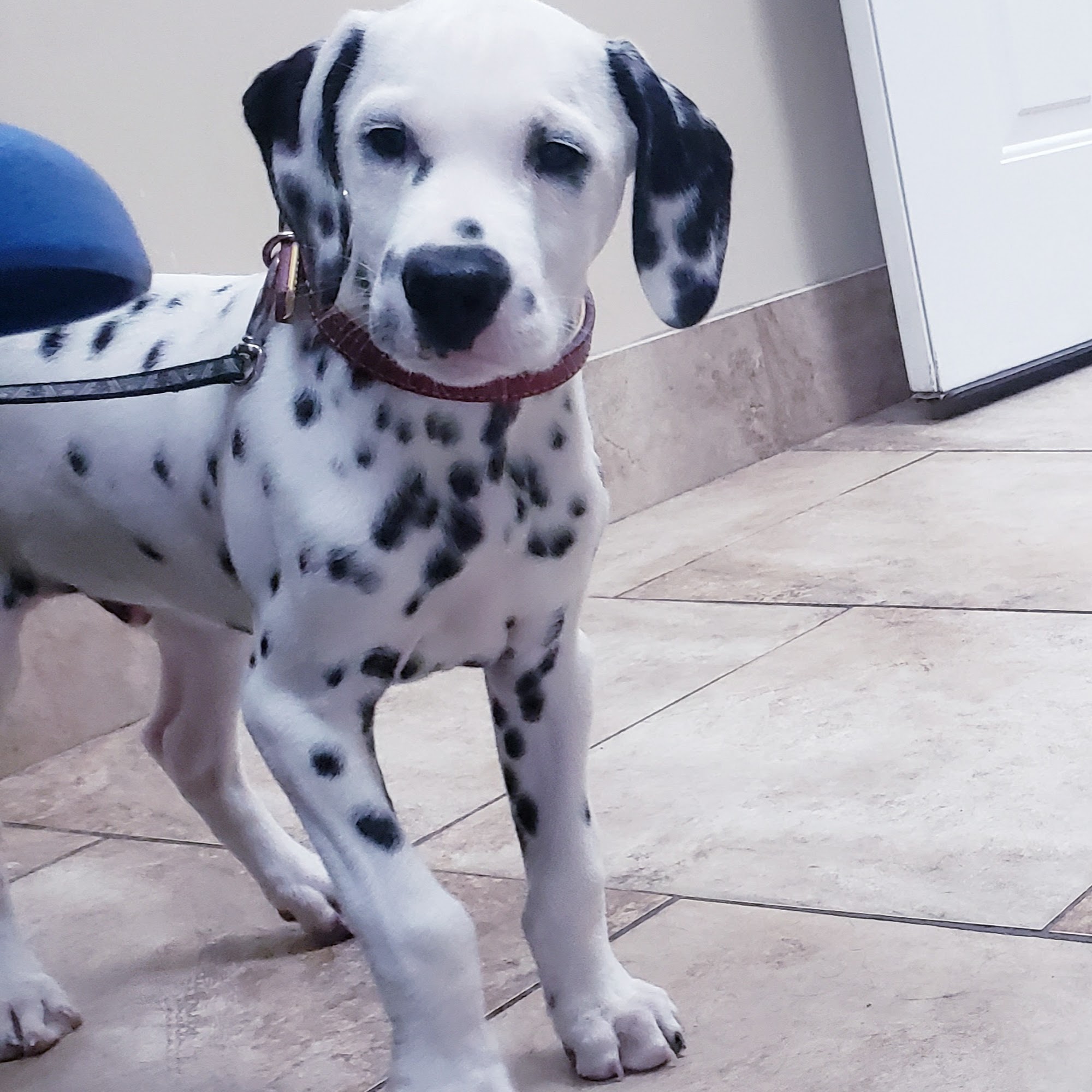 Liberty Veterinary Hospital- Parks Troy J DVM Hubbard