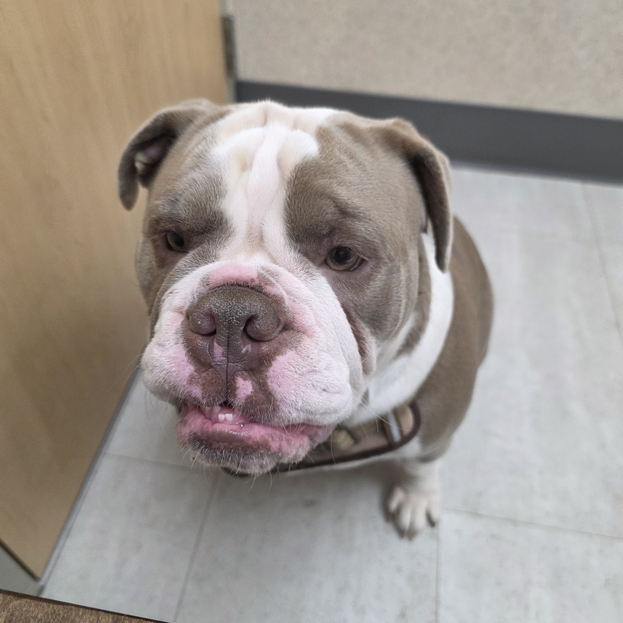 Animal Wellness and Healing Center Hubbard