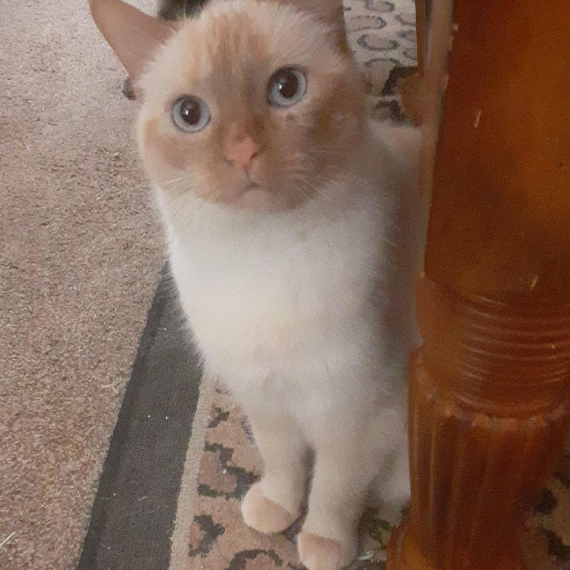 Upper Heights Veterinary Clinic Huber Heights