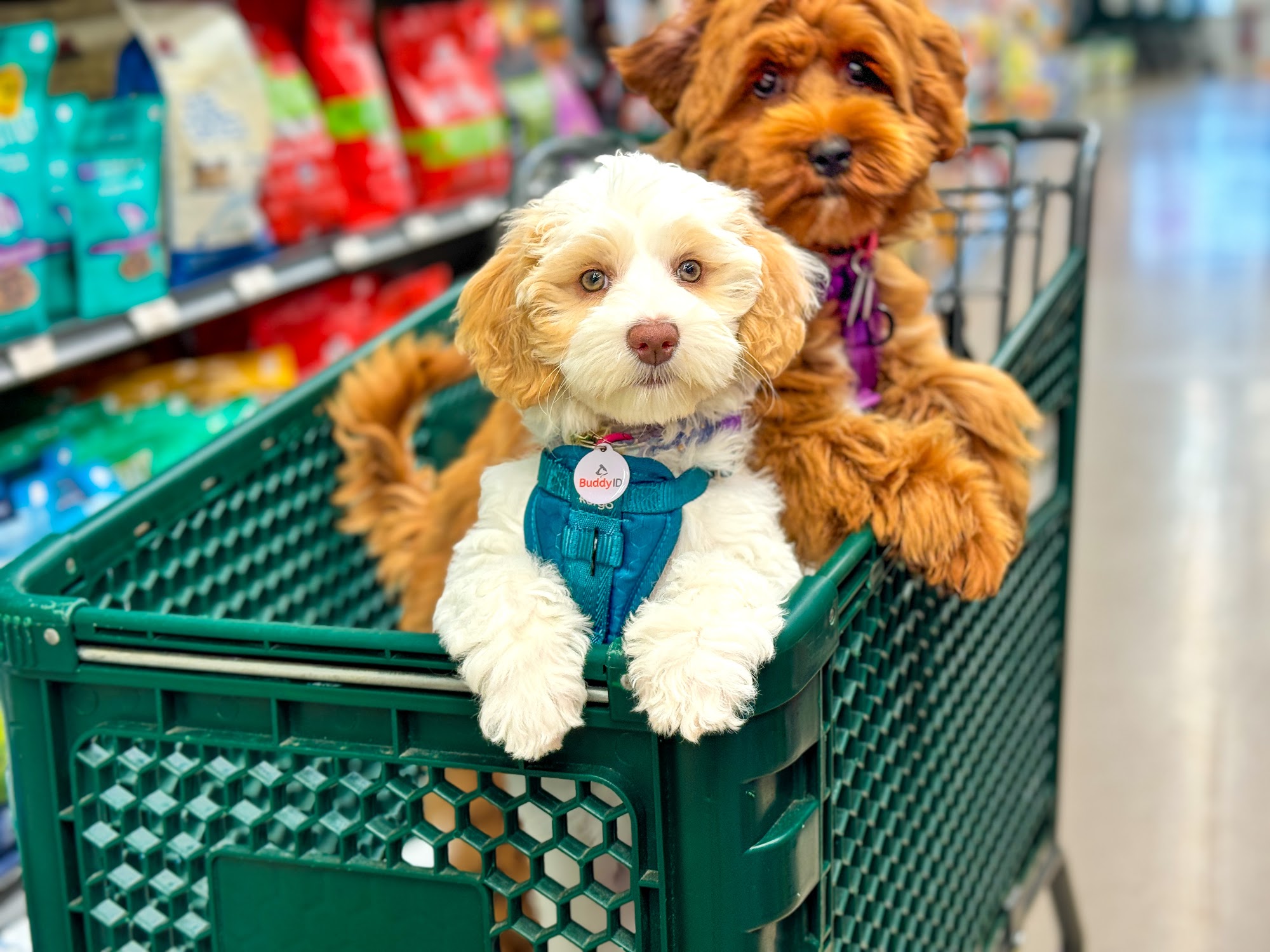 Hollywood Feed Hudson