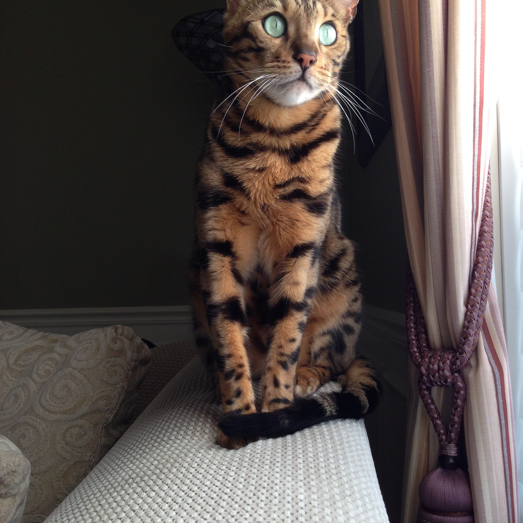 The Veterinary Center of Hudson Hudson