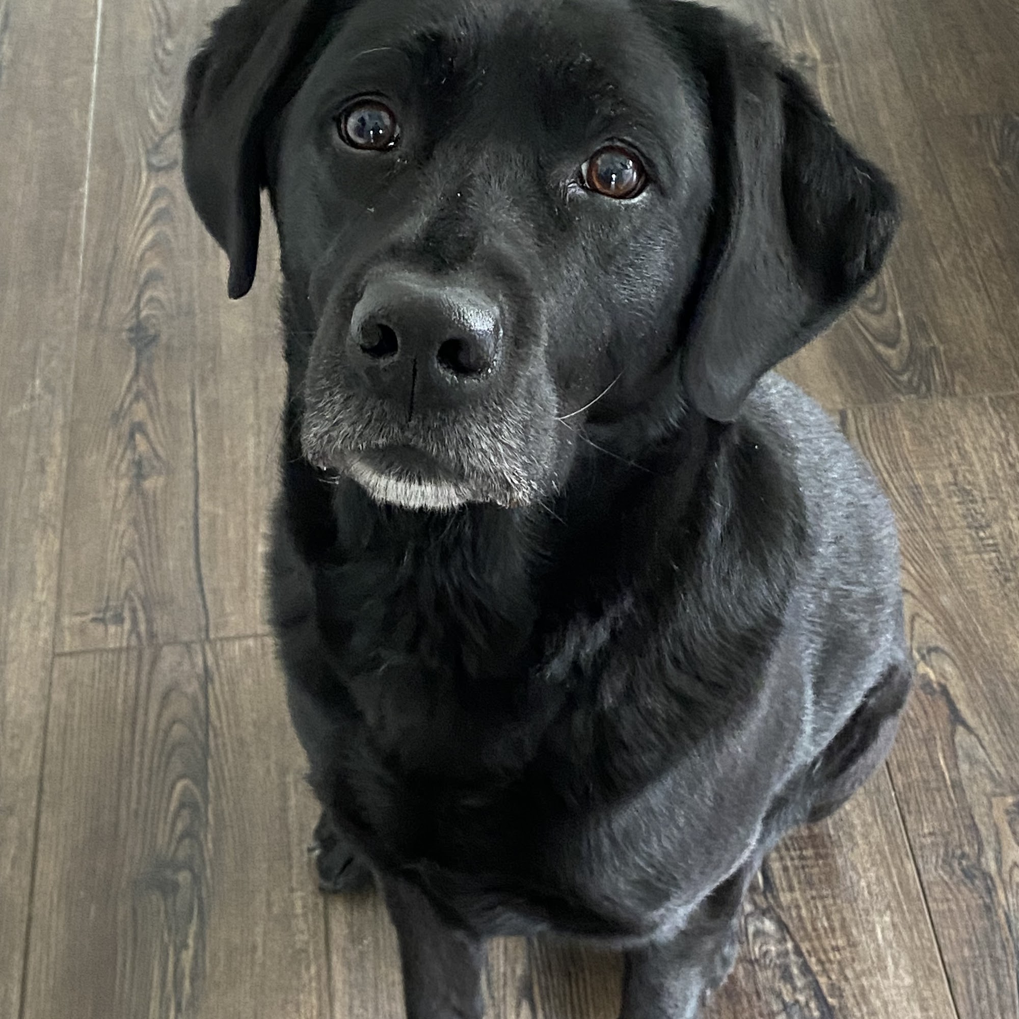 Hudson Veterinary Hospital Hudson