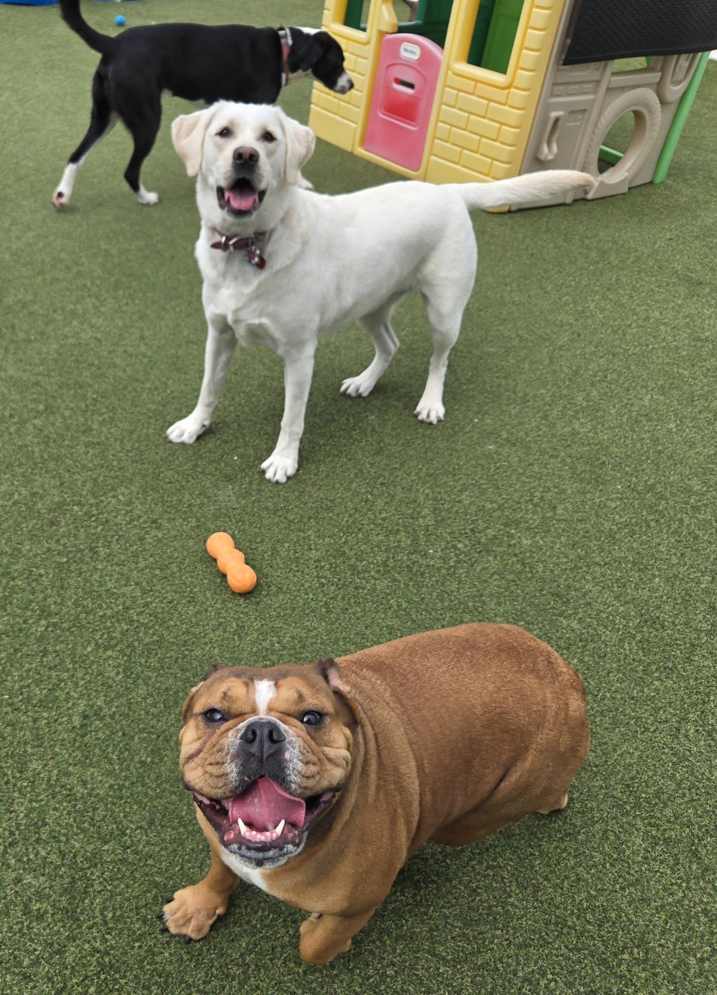 Bed & Bark Boarding and Daycare Hudson