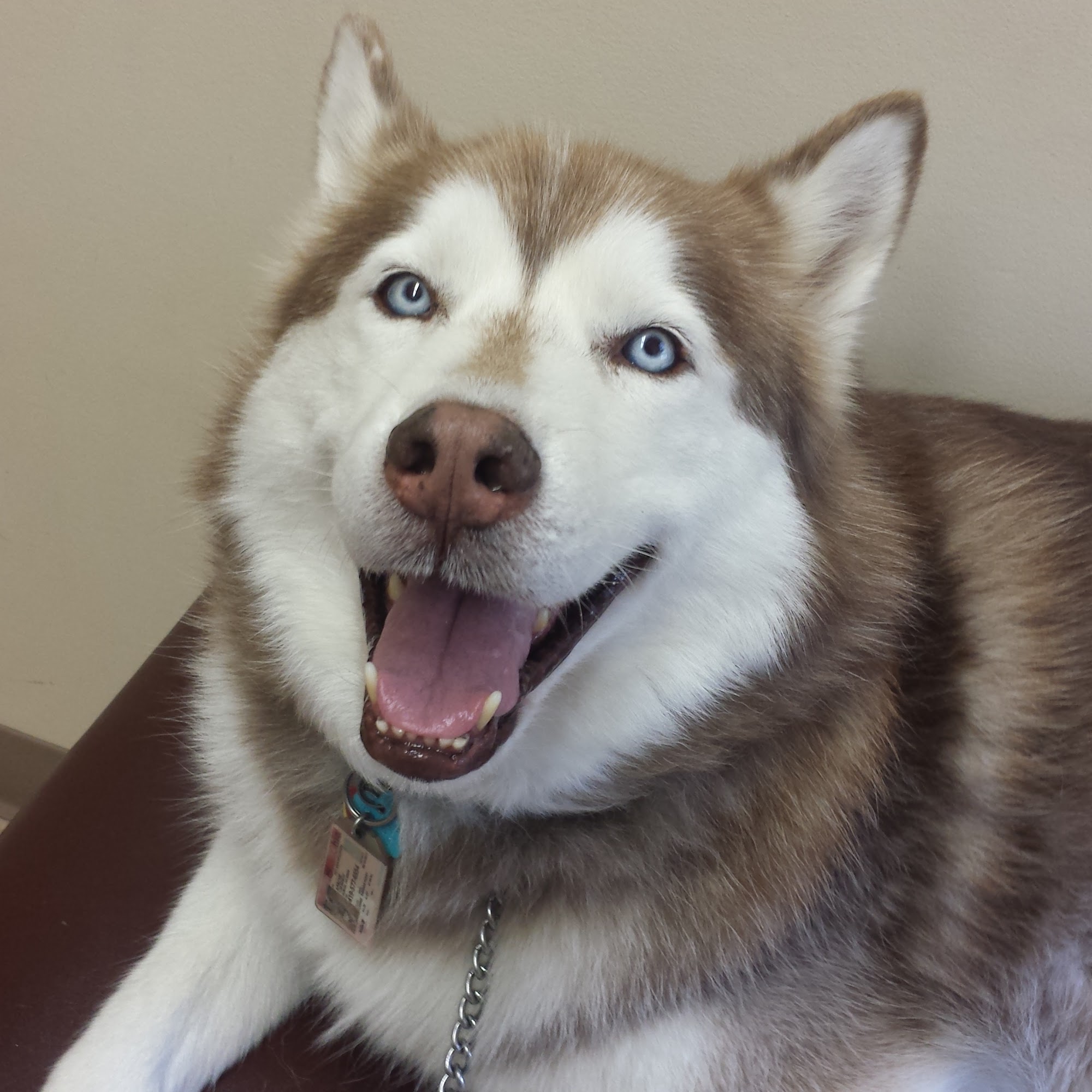 Firelands Animal Hospital Inc Huron