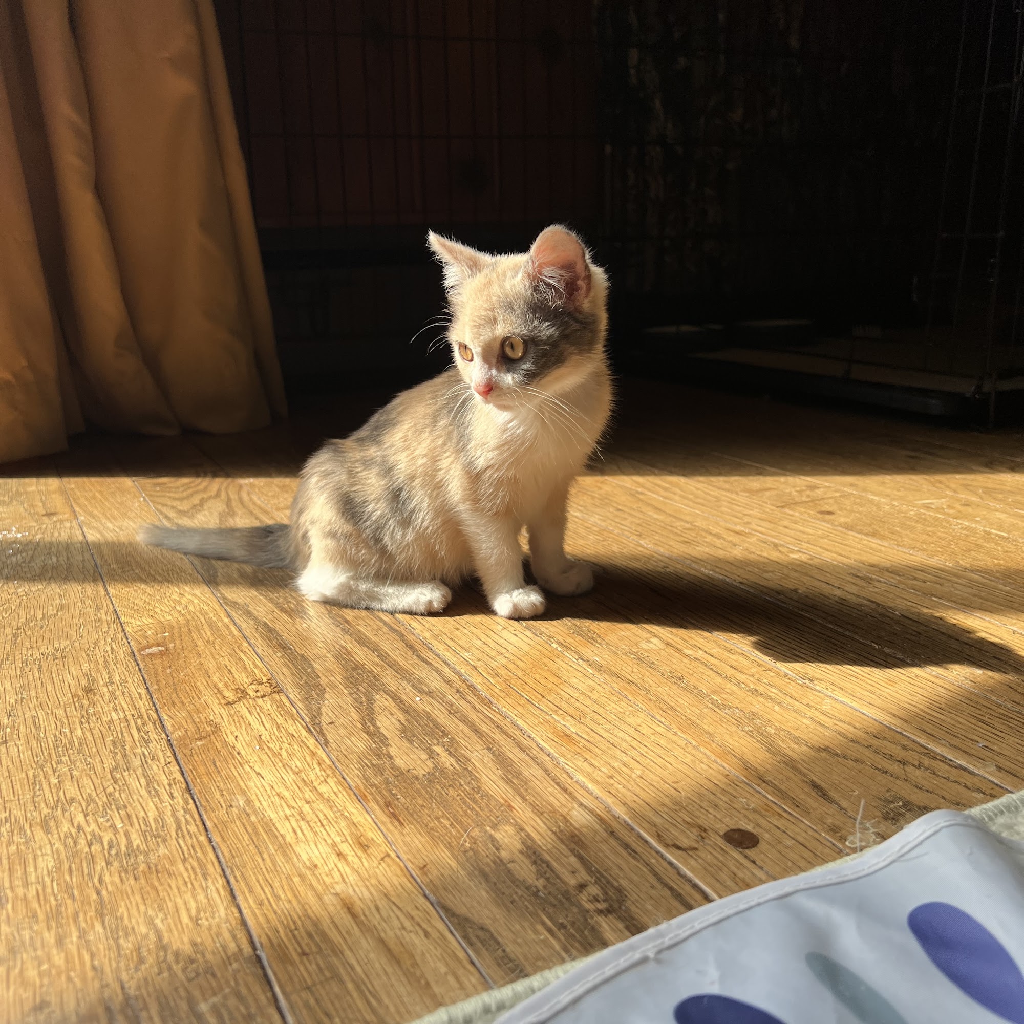 Jefferson Veterinary Clinic Jefferson