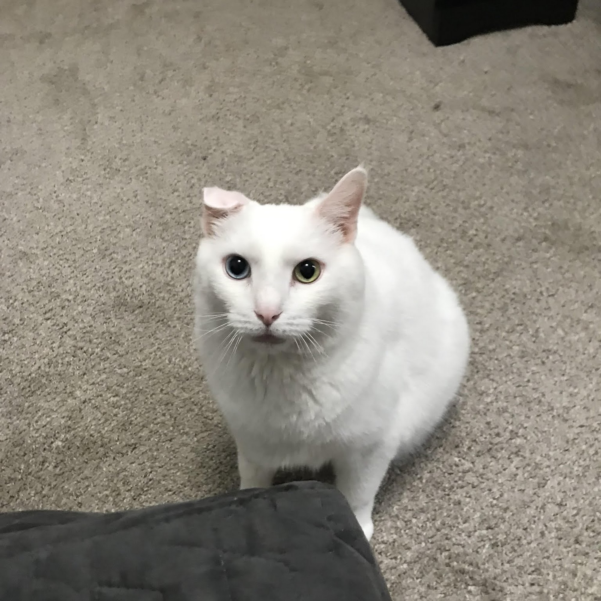 Happy Tails Veterinary Clinic Johnstown