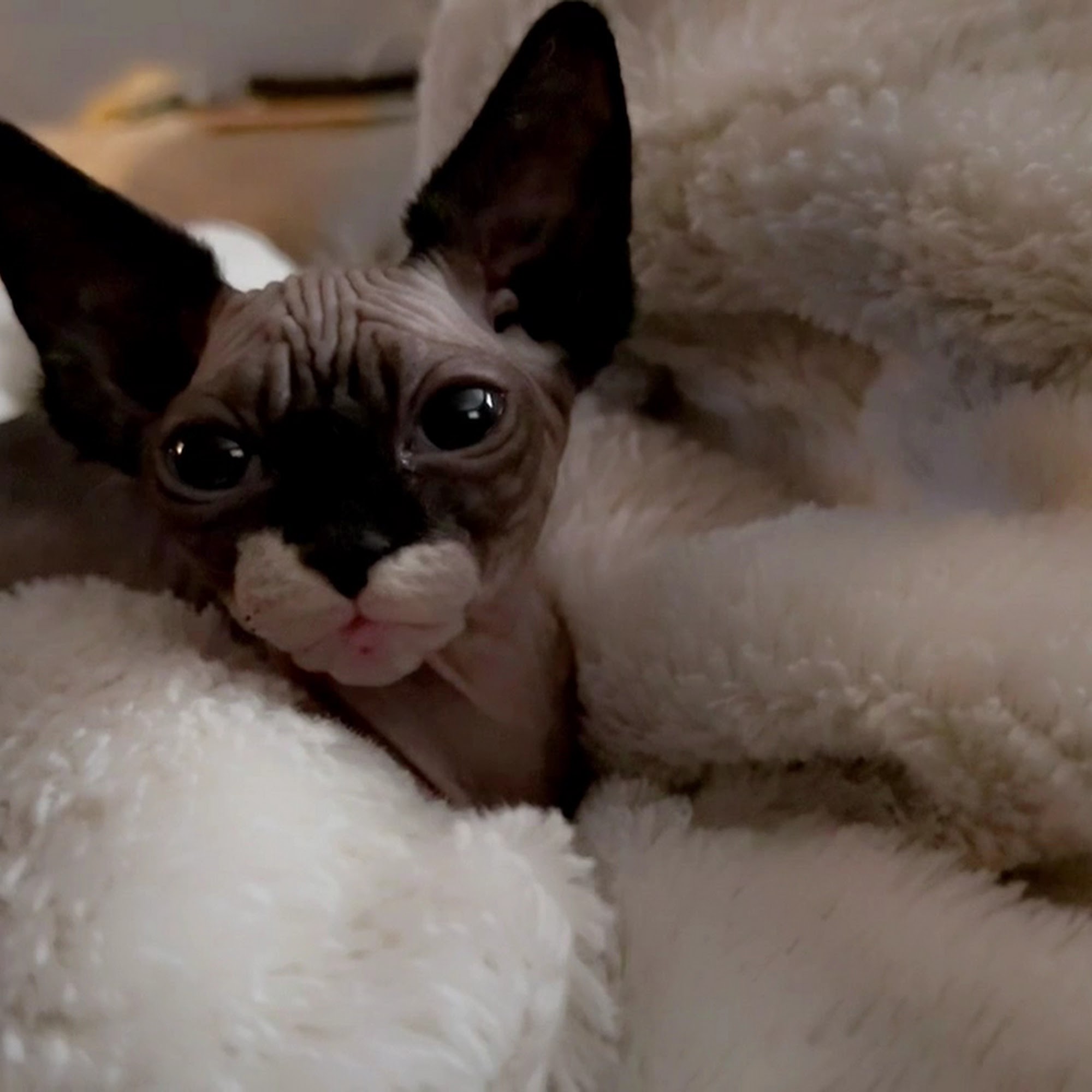 Brimfield Veterinary Services Kent