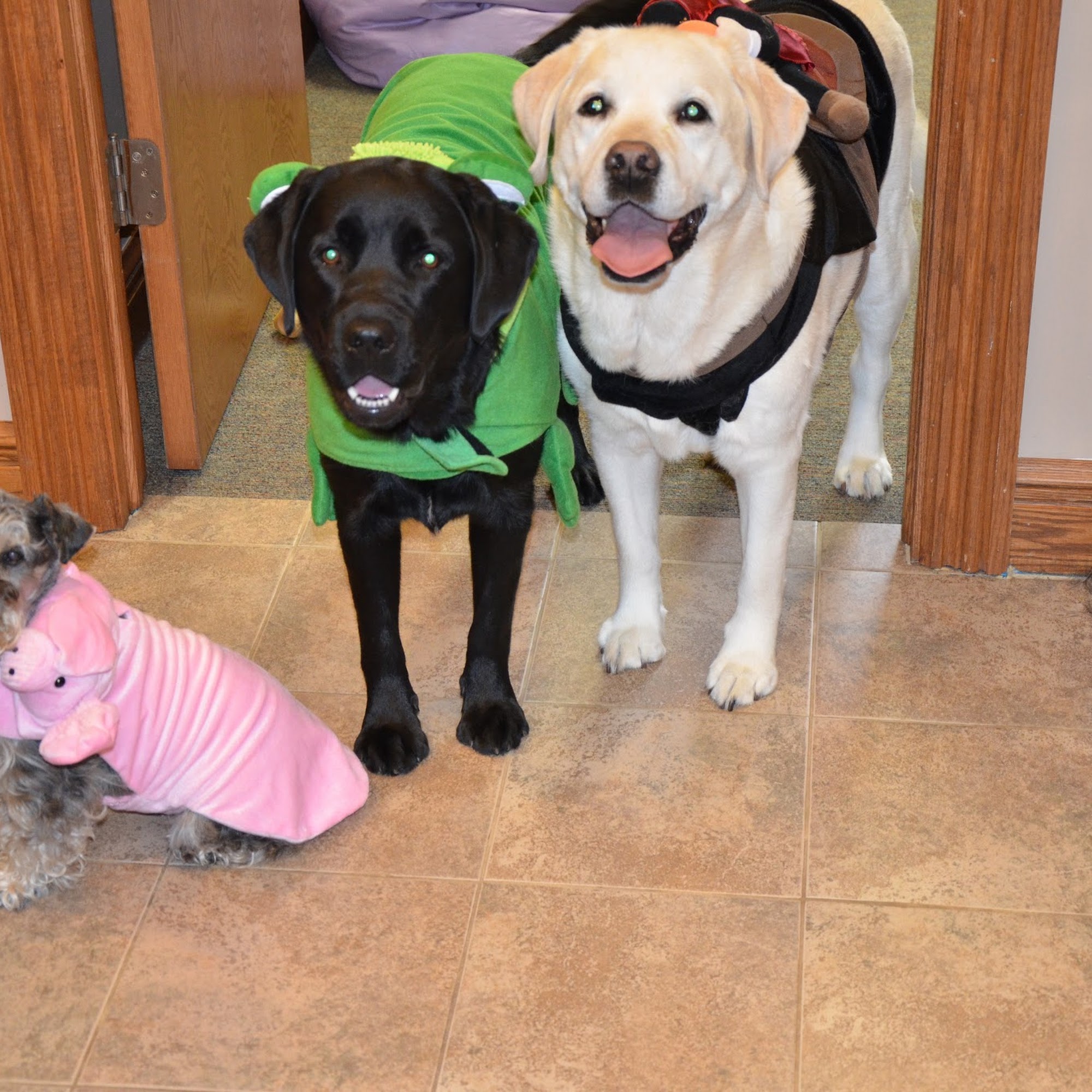 Twin Lakes Veterinary Hospital Kent