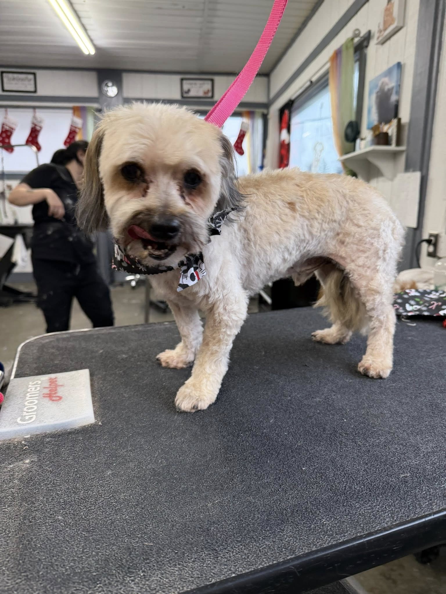 Pawz of Purrfection Kent