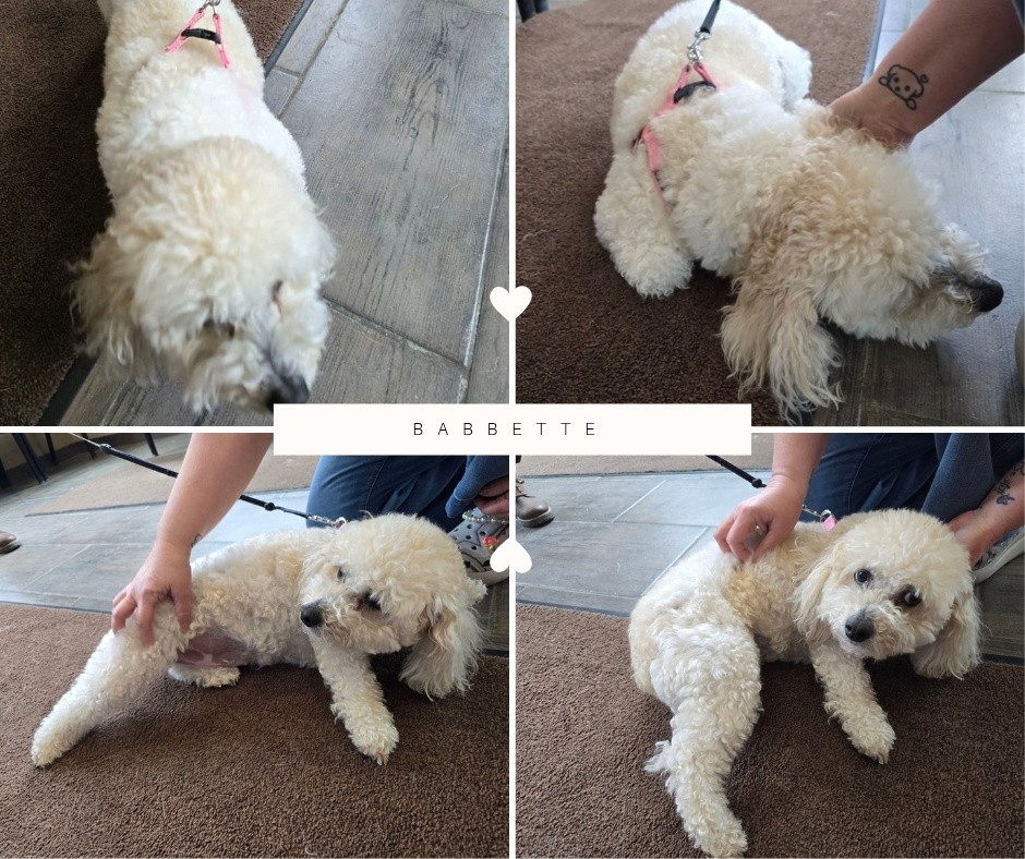 Memorial Animal Hospital: Sheil Julie A DVM Kent