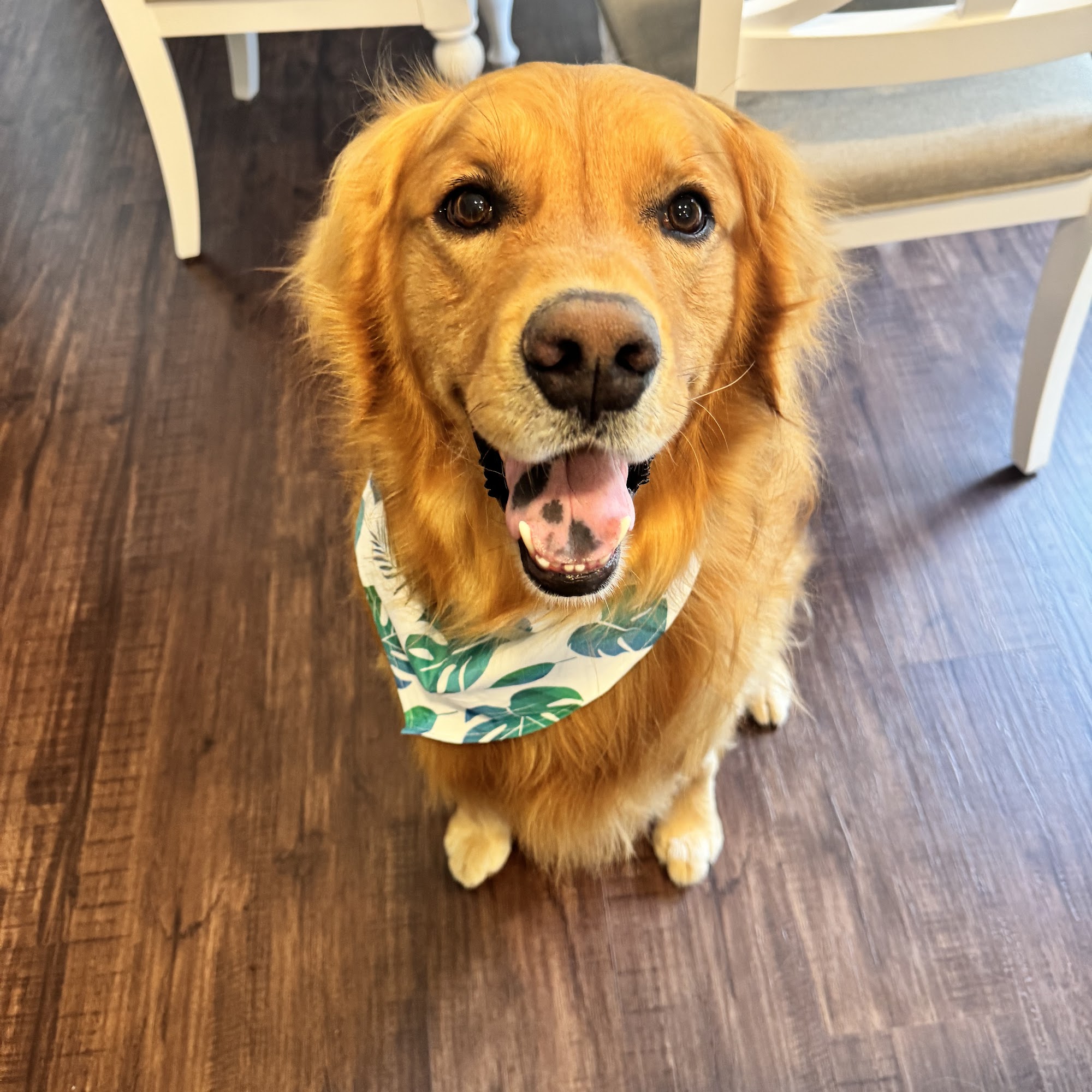 Butts n Bubbles Pet Spa Kent