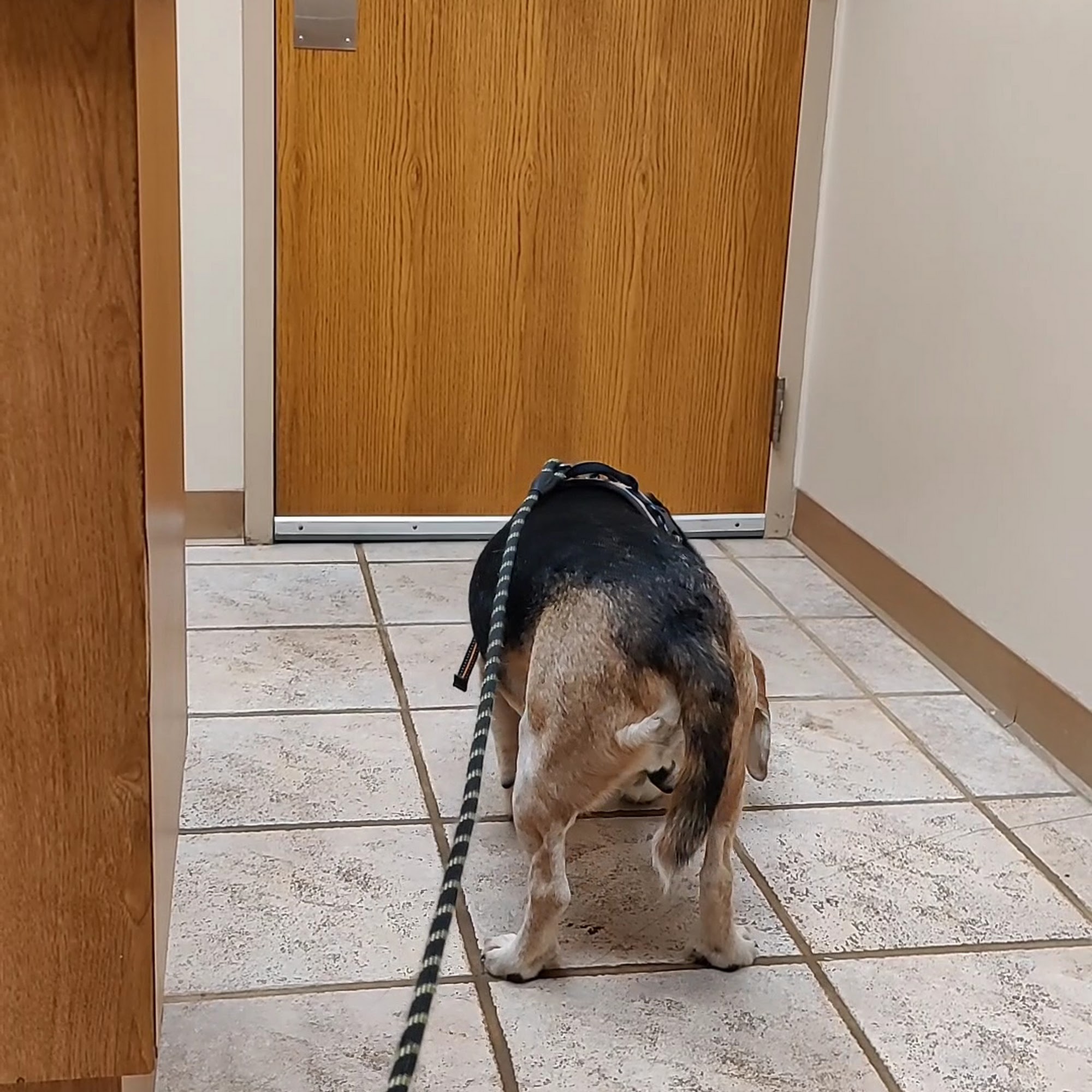 Kettering Animal Hospital Kettering