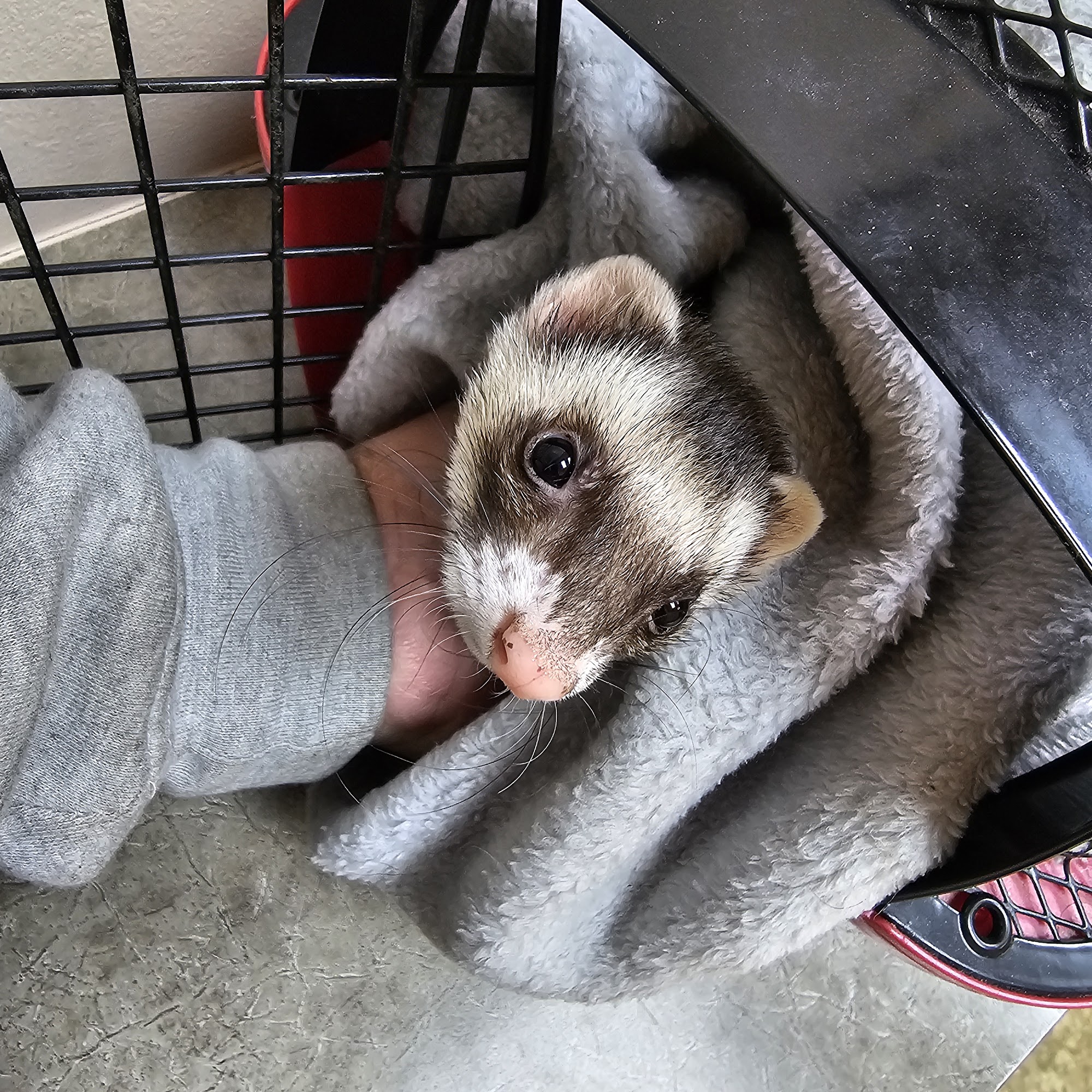 Dayton South Veterinary Clinic Kettering