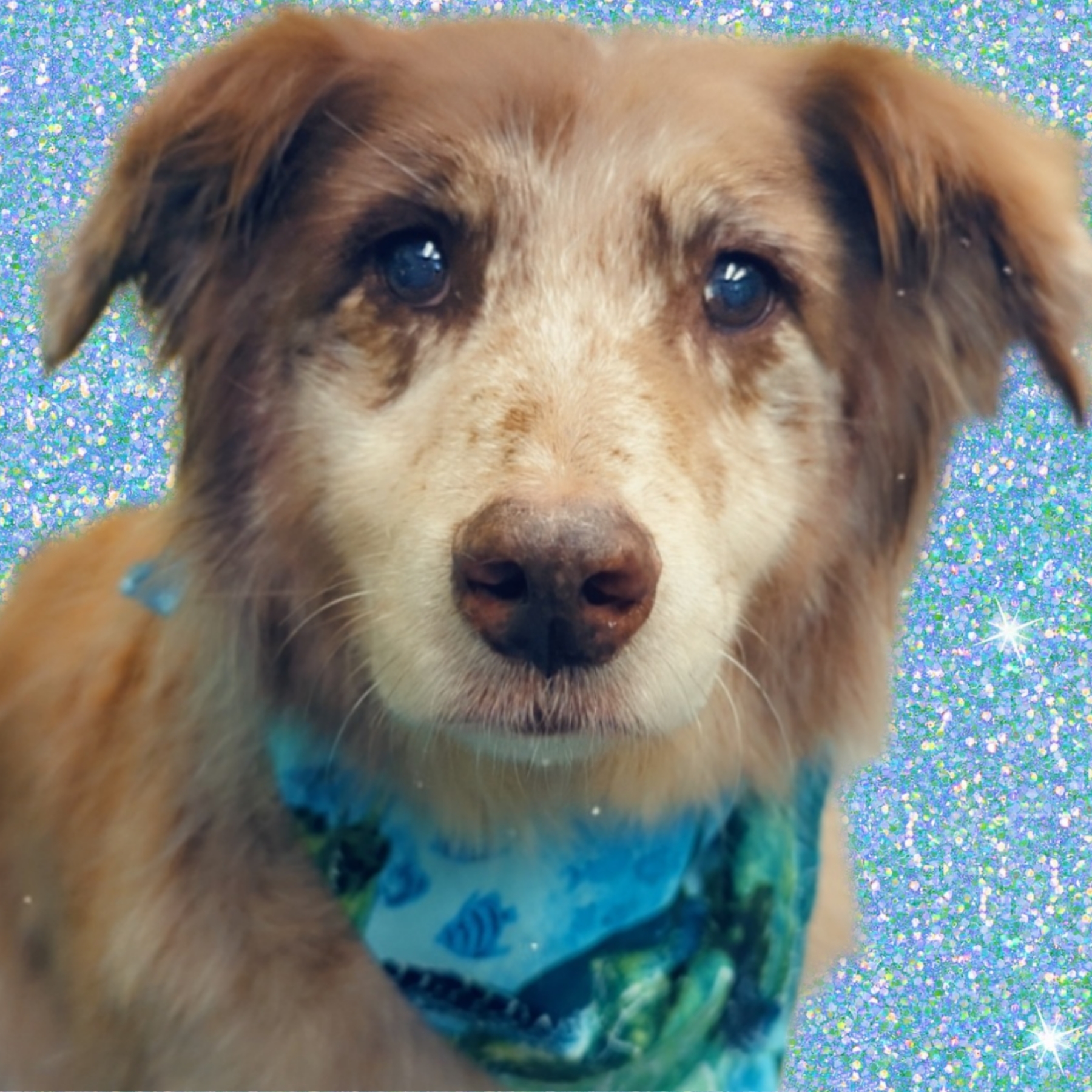 Pet Styles of Kettering Kettering