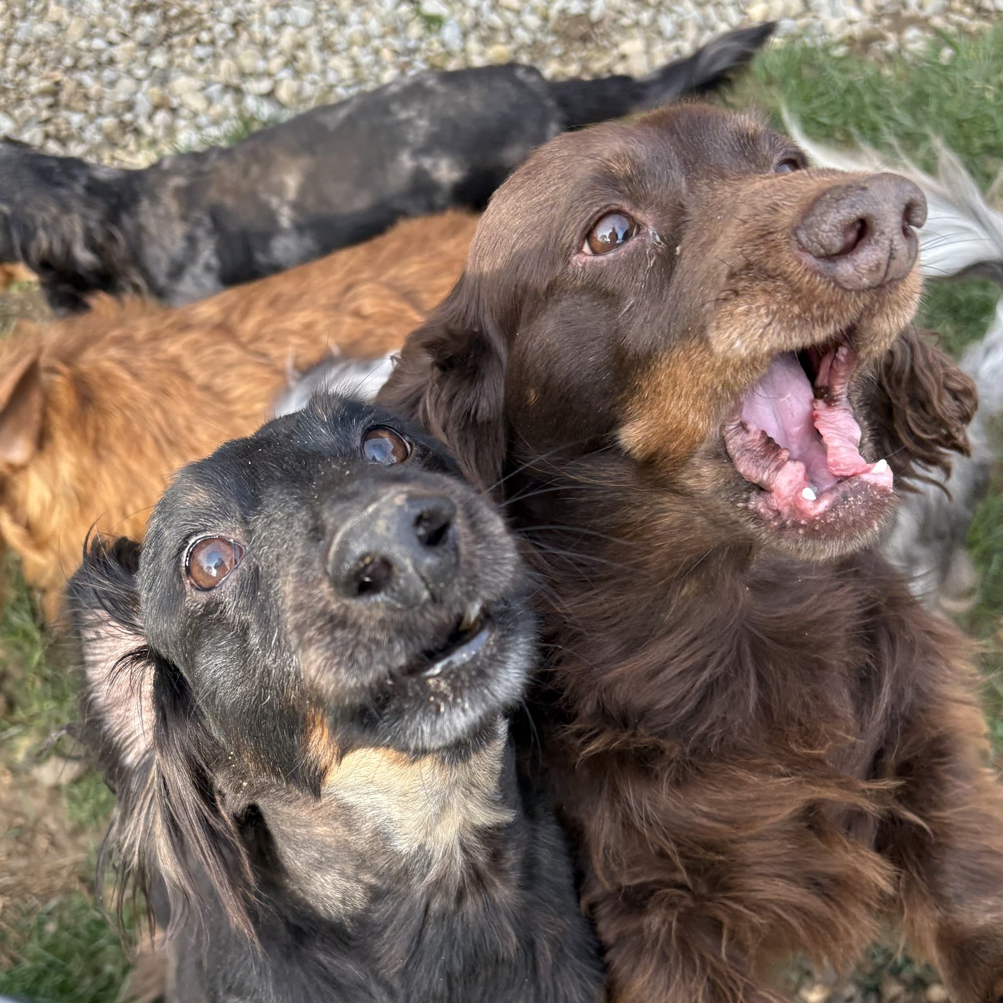 Maplewood Animal Clinic Kingston