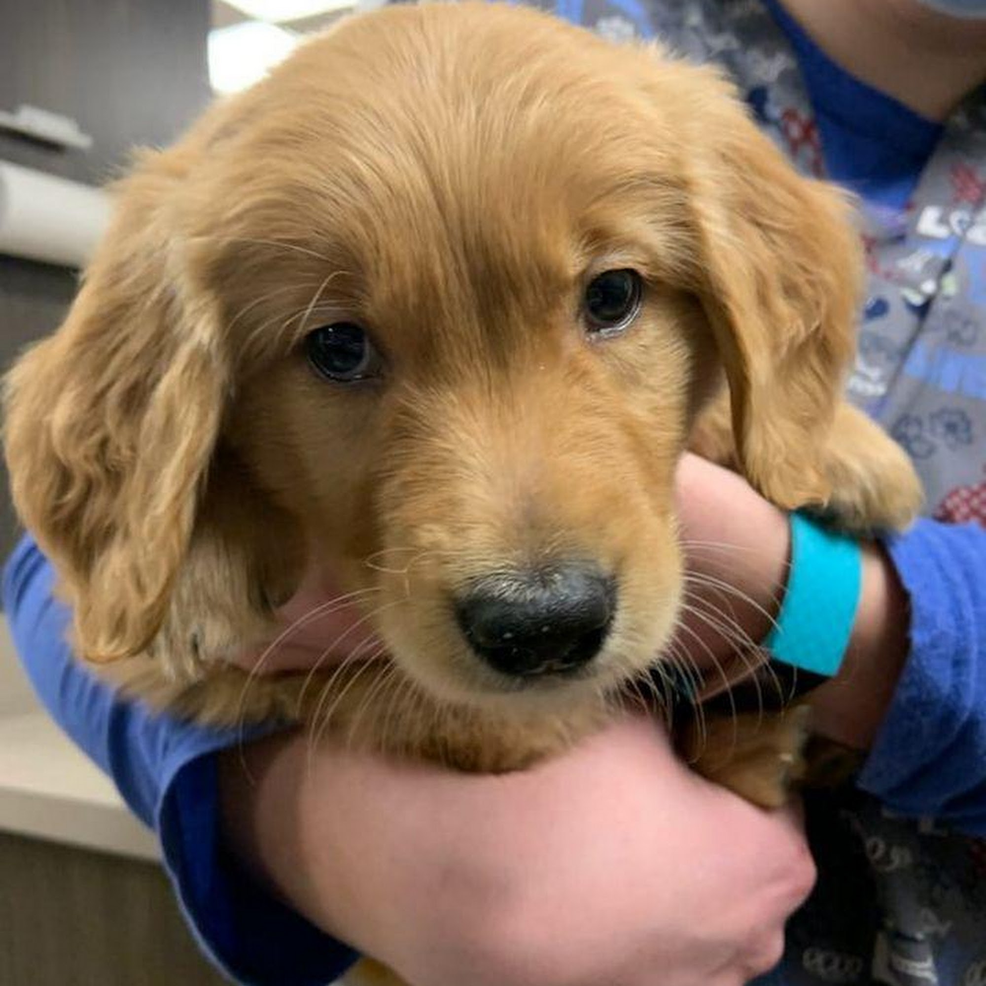 Kirtland Veterinary Hospital Kirtland