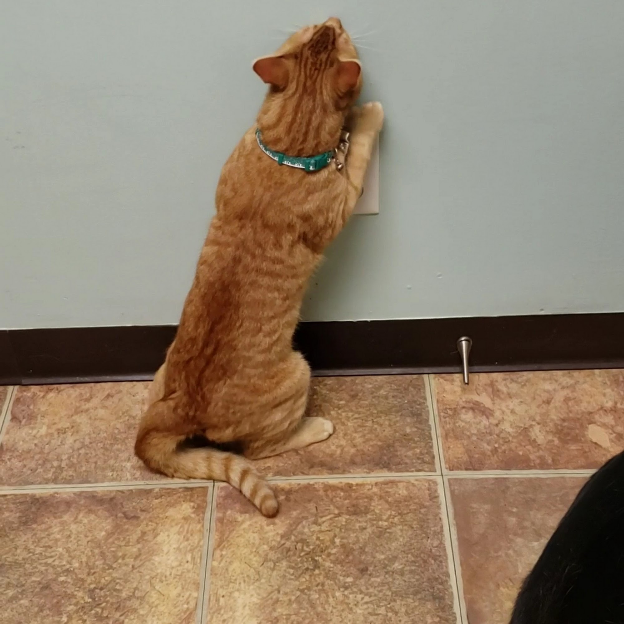 Amanda Animal Hospital, Inc. Lancaster