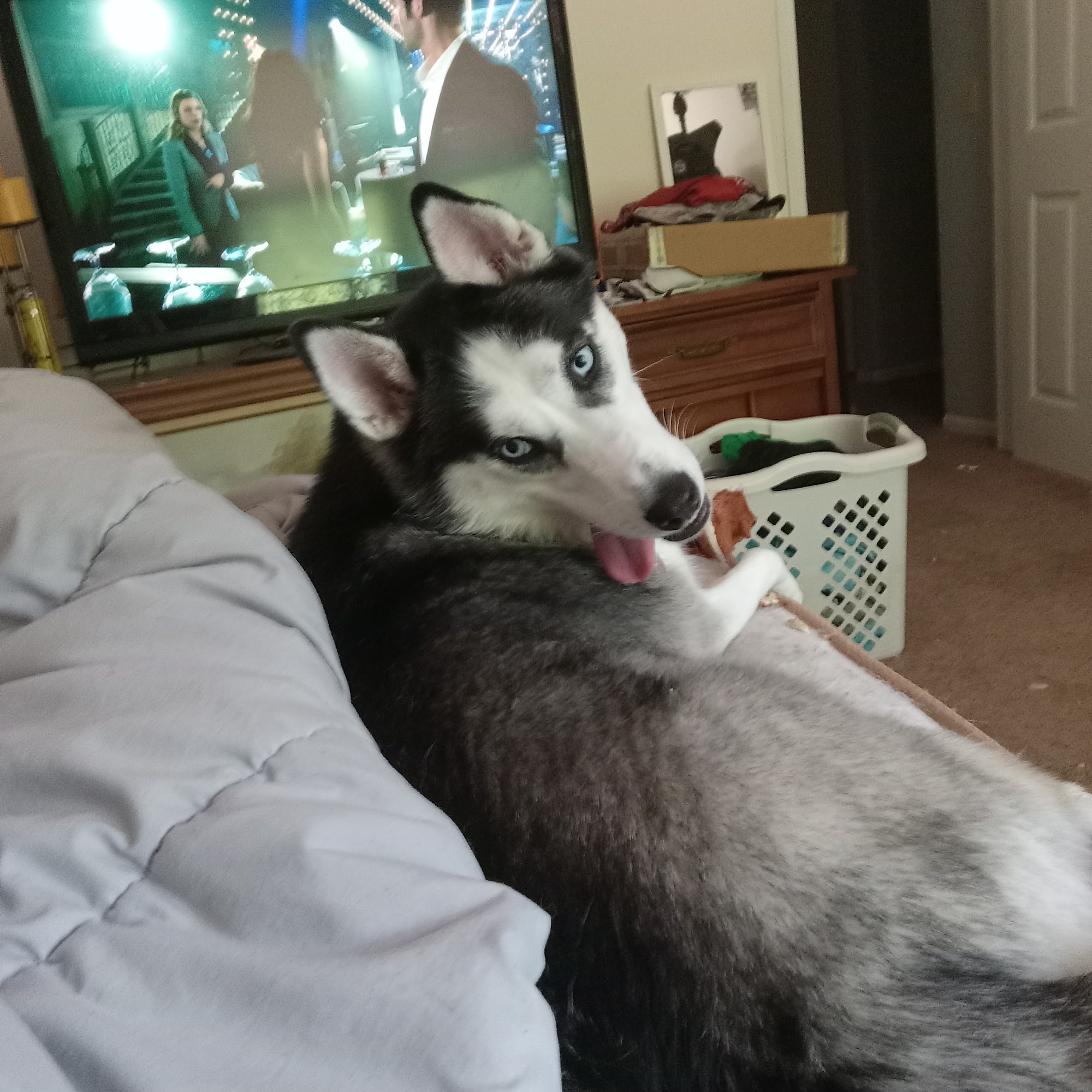 Fair Ave Veterinary Clinic Lancaster