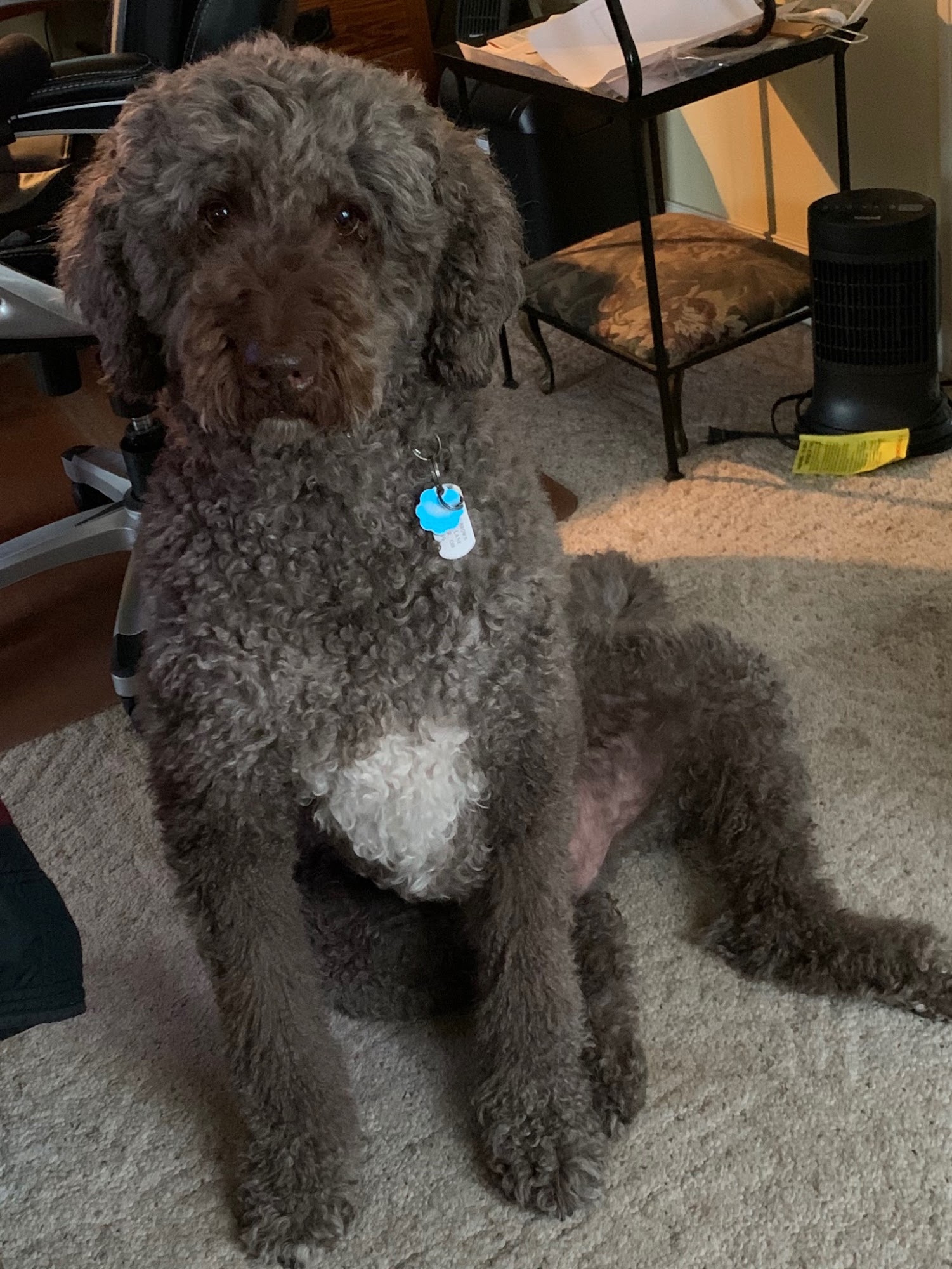 VCA Morris Animal Hospital Lancaster