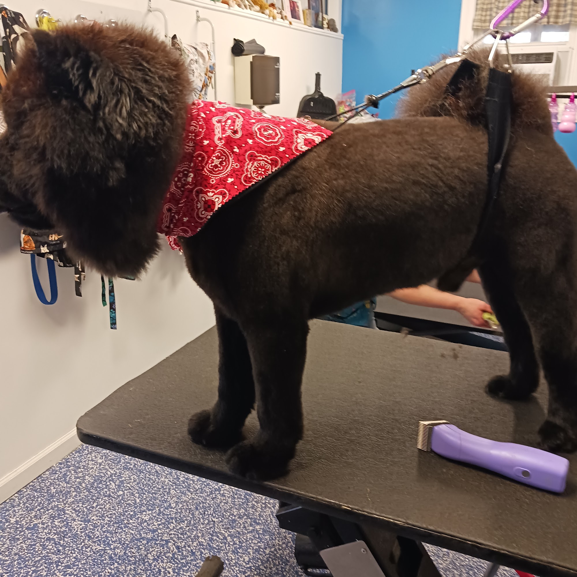 A Tail Waggin Place Lancaster